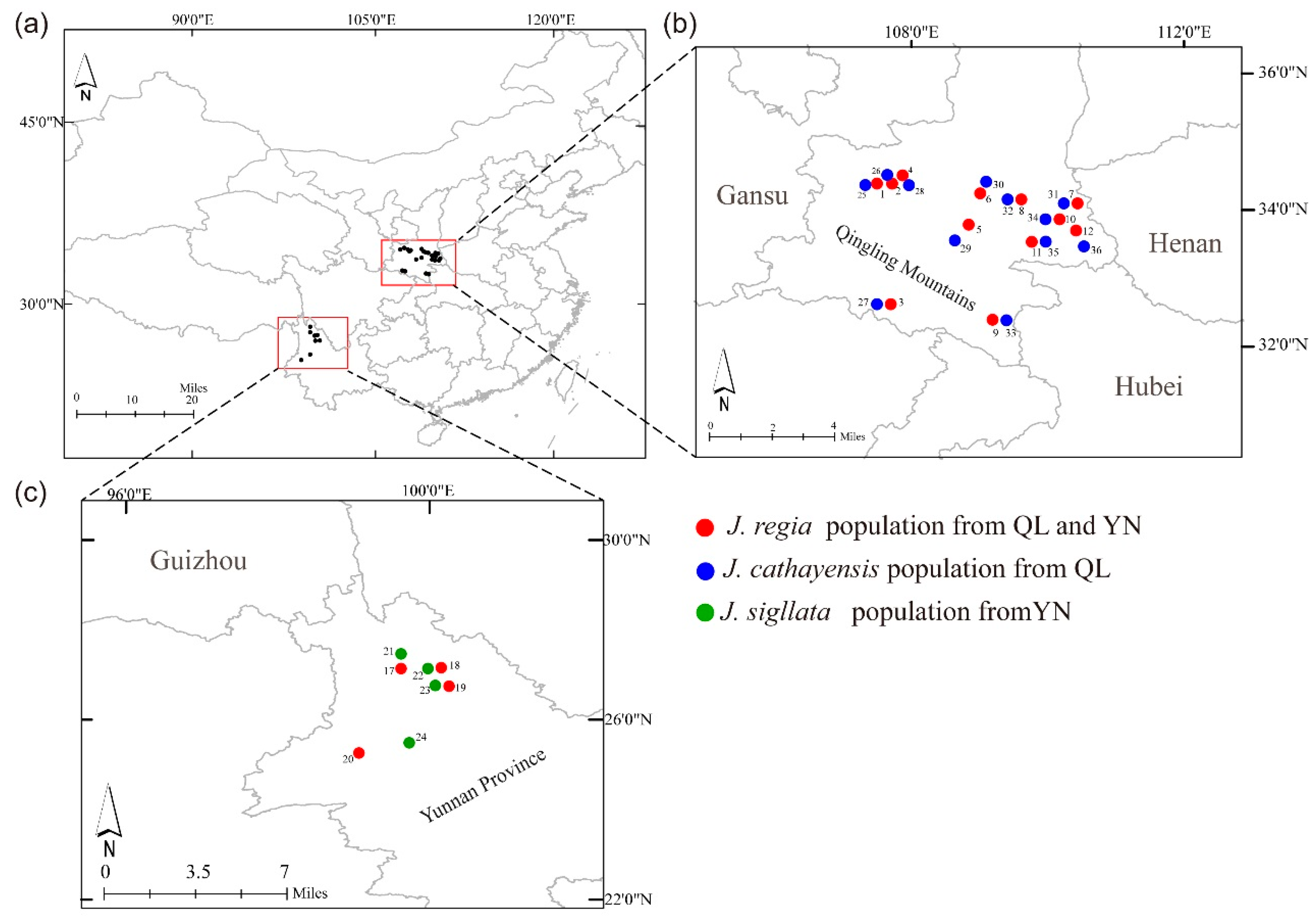 Forests 10 00965 g001