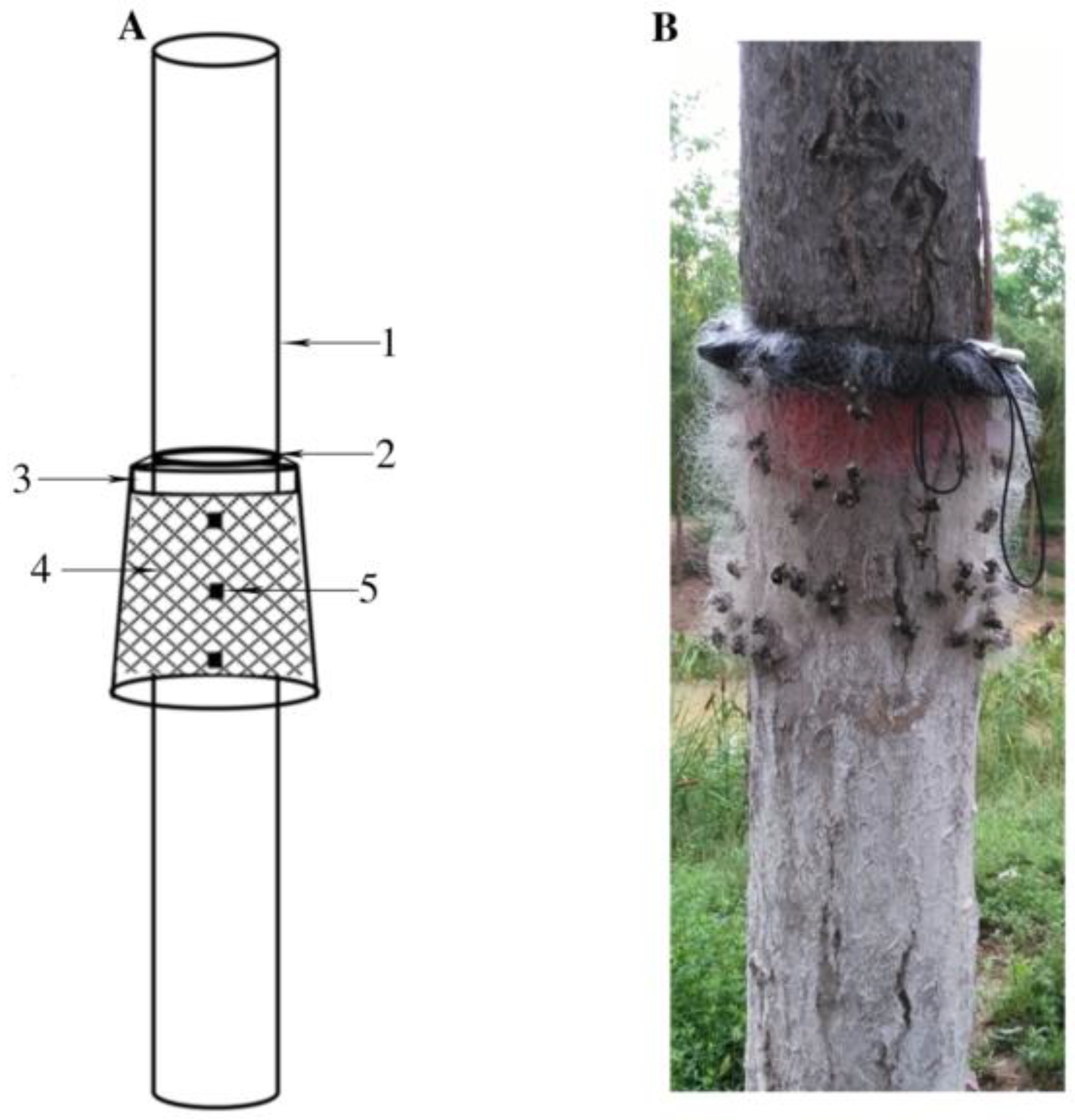 Forests 10 00972 g001