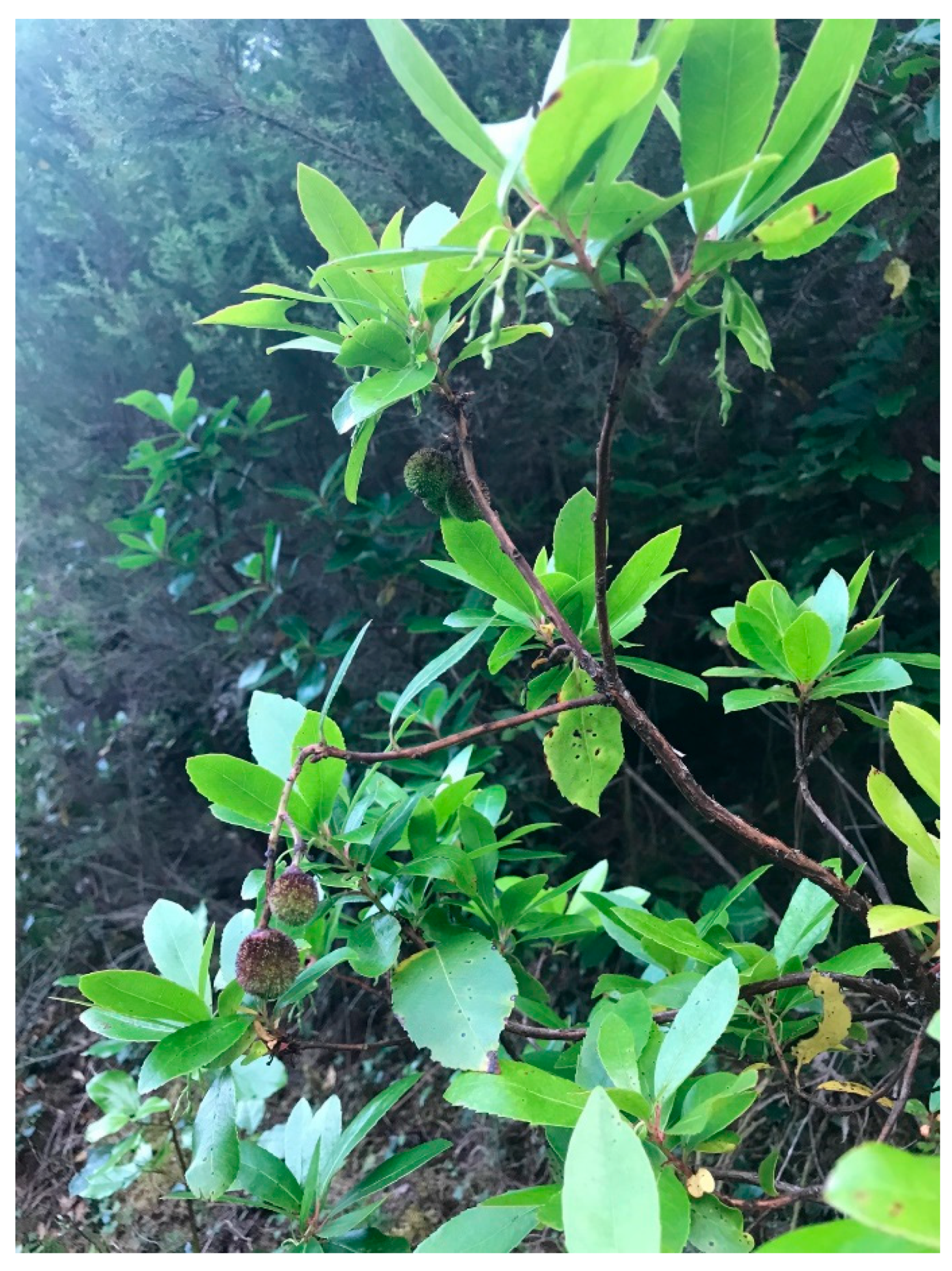 Forests 10 00974 g003