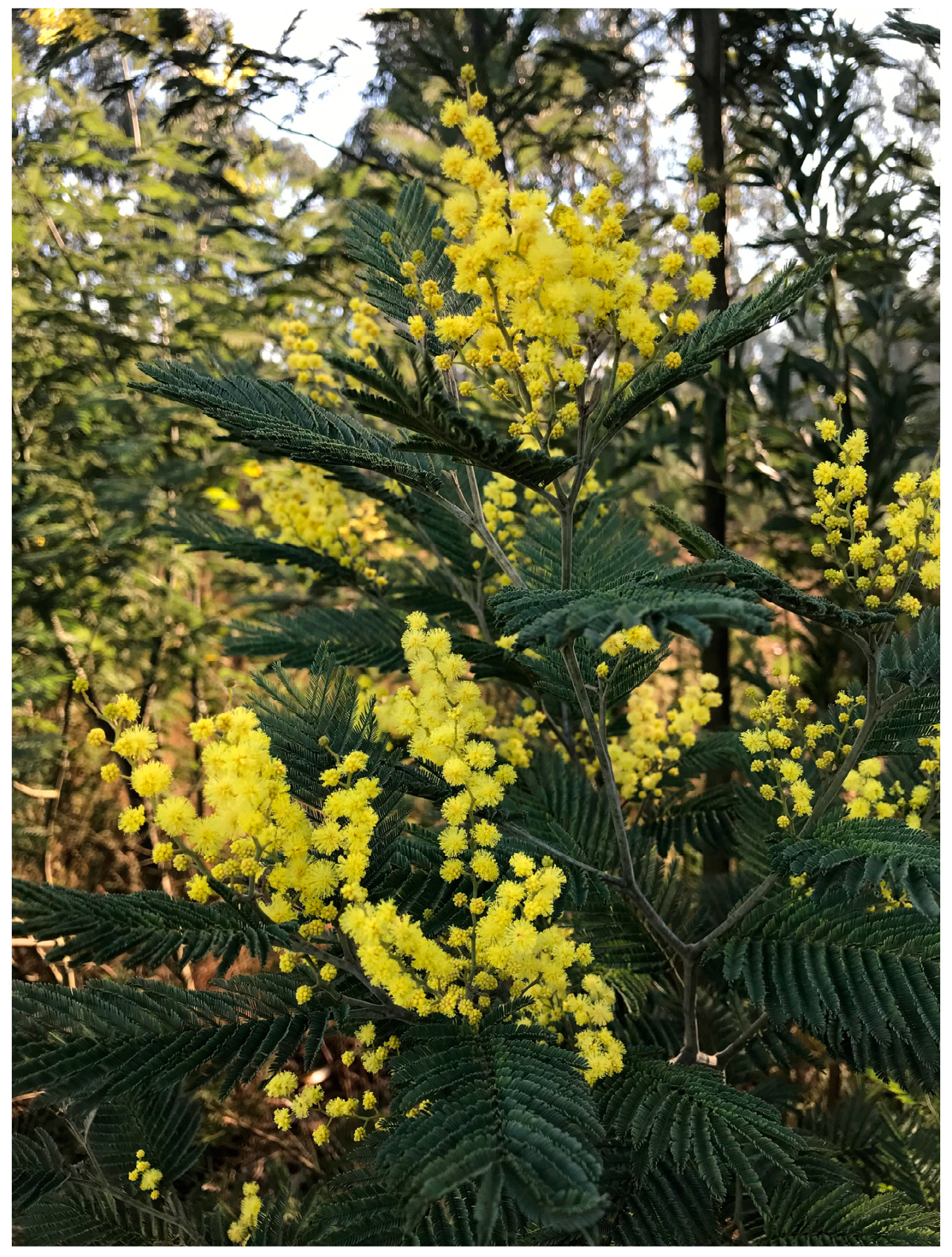 Forests Free Full Text Historical Development Of The Portuguese Forest The Introduction Of Invasive Species Html Forests Free Full Text Historical Development Of The Portuguese Forest The Introduction Of Invasive Species Html