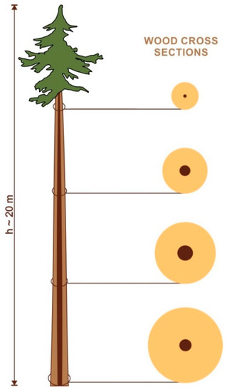 Forests Free Full Text How Long Do Wood Parenchyma Cells Live In The Stem Of A Scots Pine Pinus Sylvestris L Studies On Cell Nuclei Status Along The Radial And Longitudinal