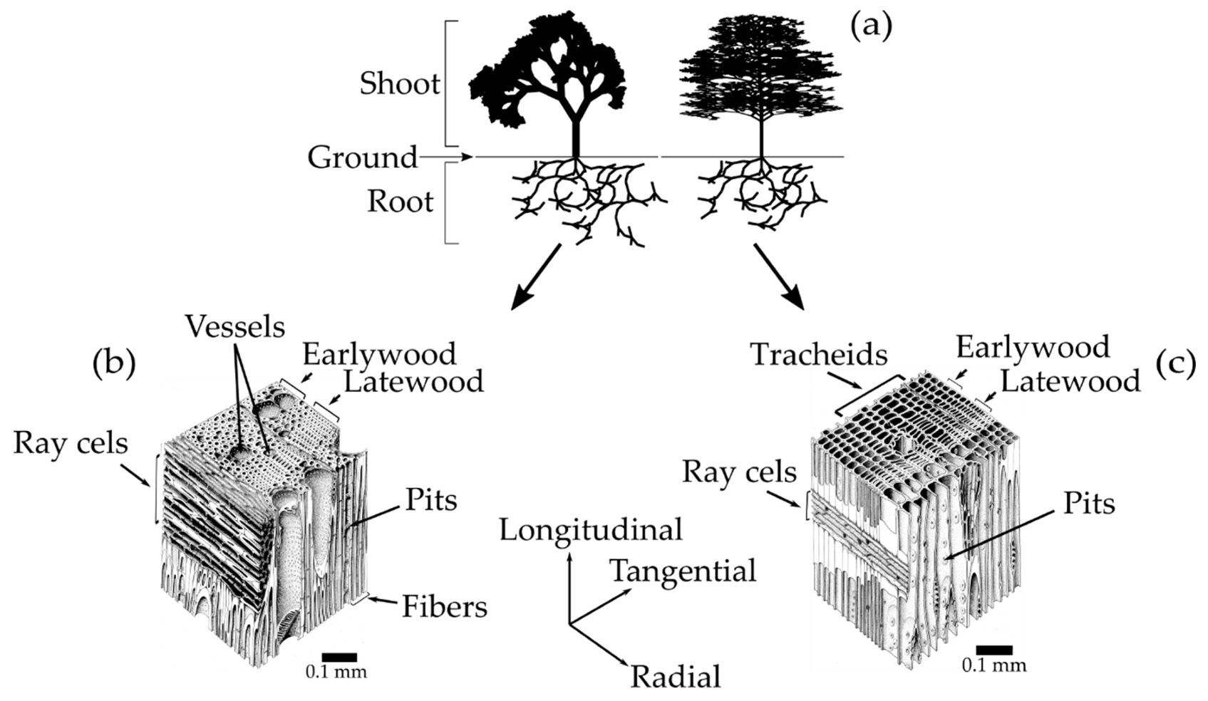 Forests 10 00996 g001