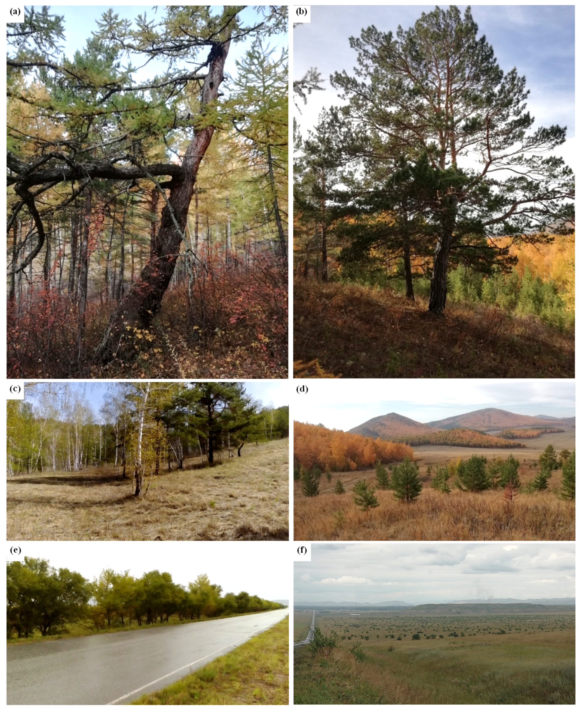 Forests 10 00999 g002