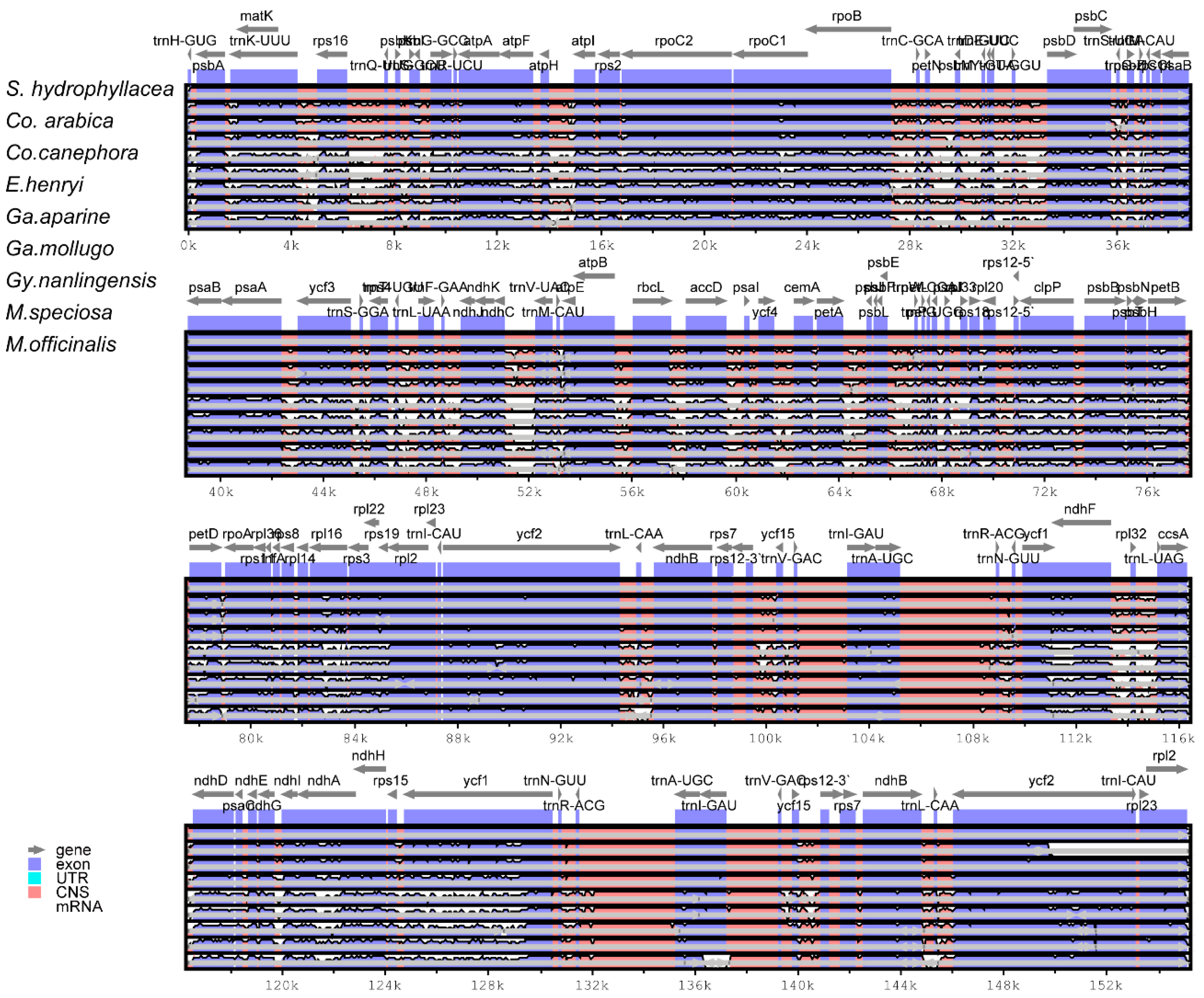Structural and Comparative Analysis of the Complete