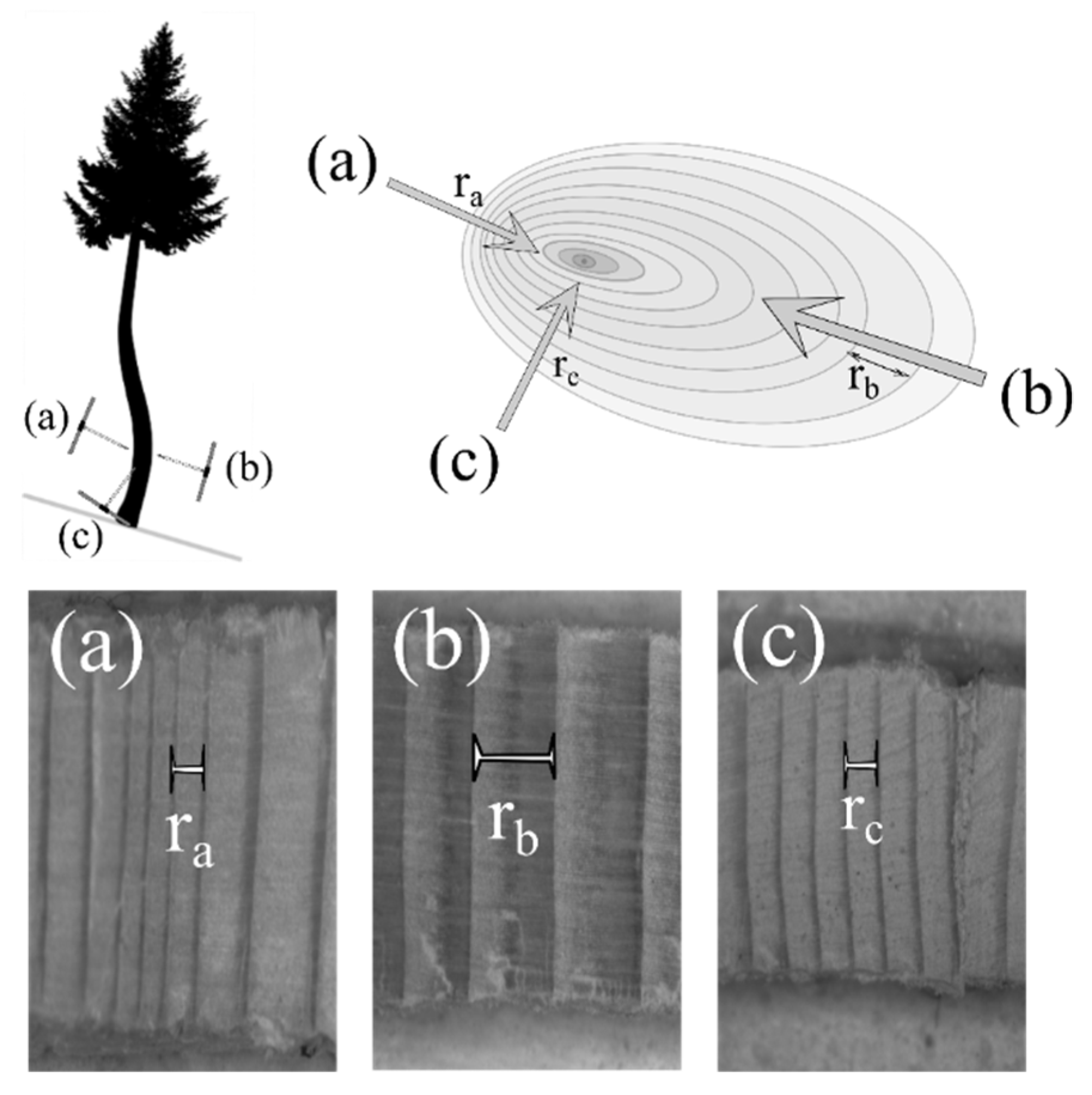 Forests 10 01009 g002 Forests 10 01009 g002