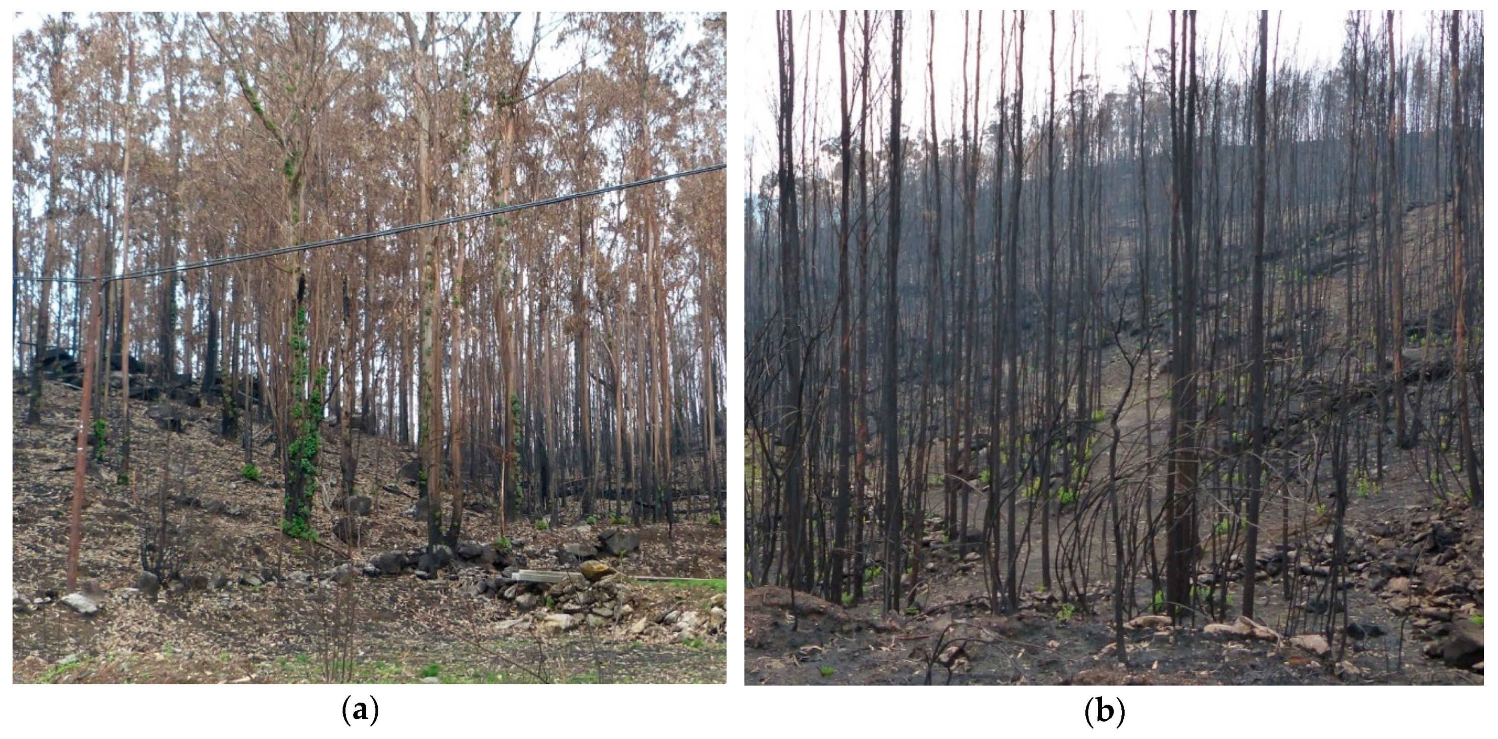 Forests 10 01021 g003 Forests 10 01021 g003