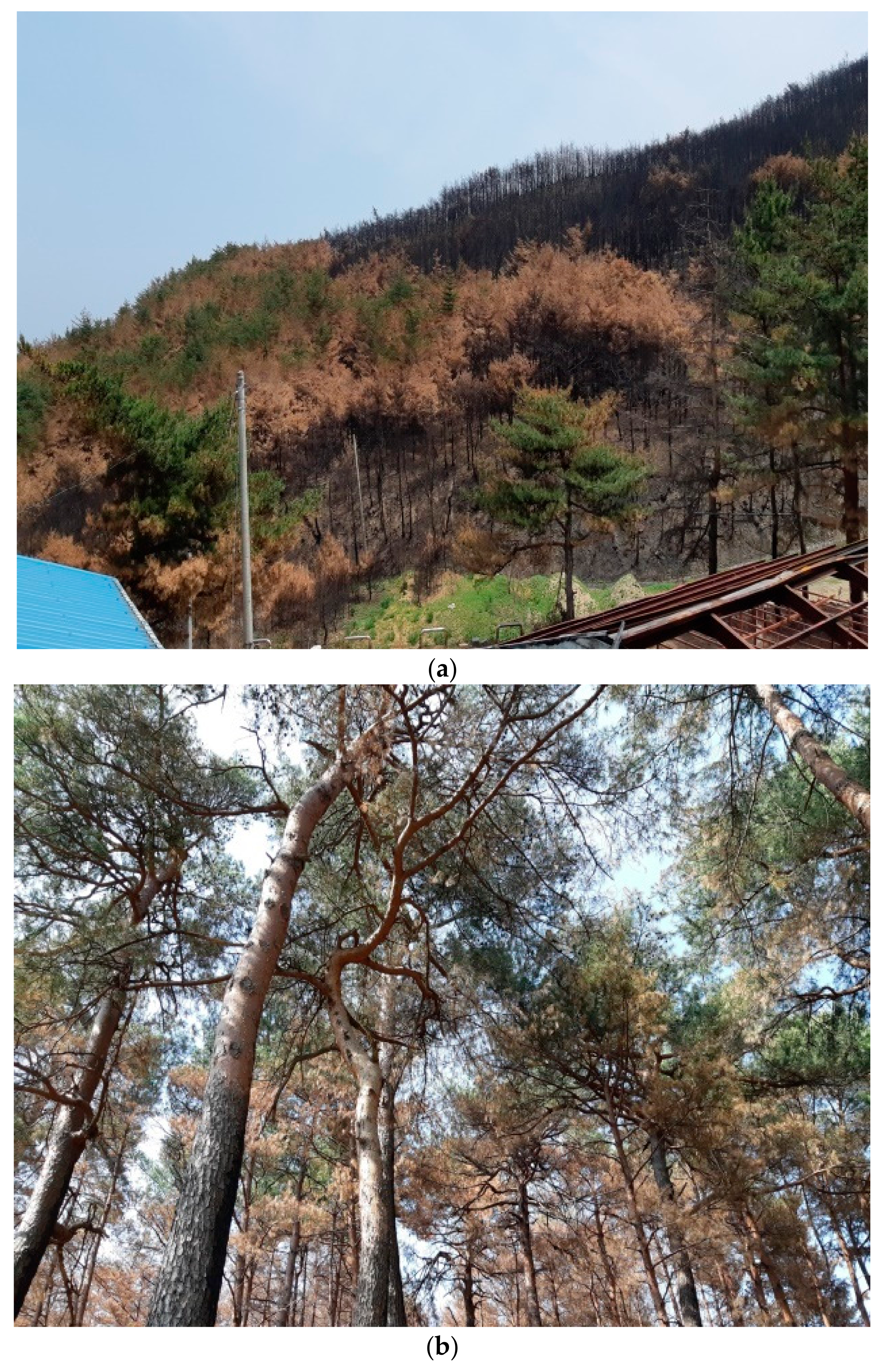 Forests 10 01025 g002 550