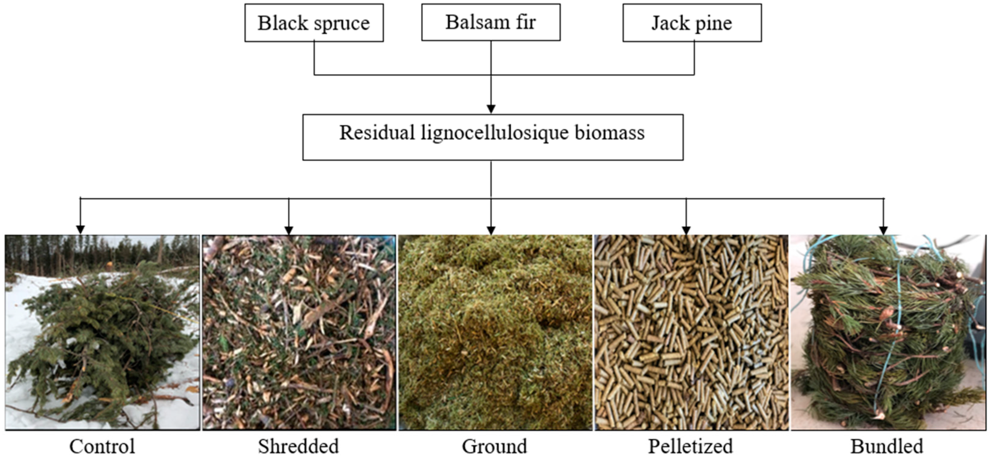 Forests 10 01042 g001