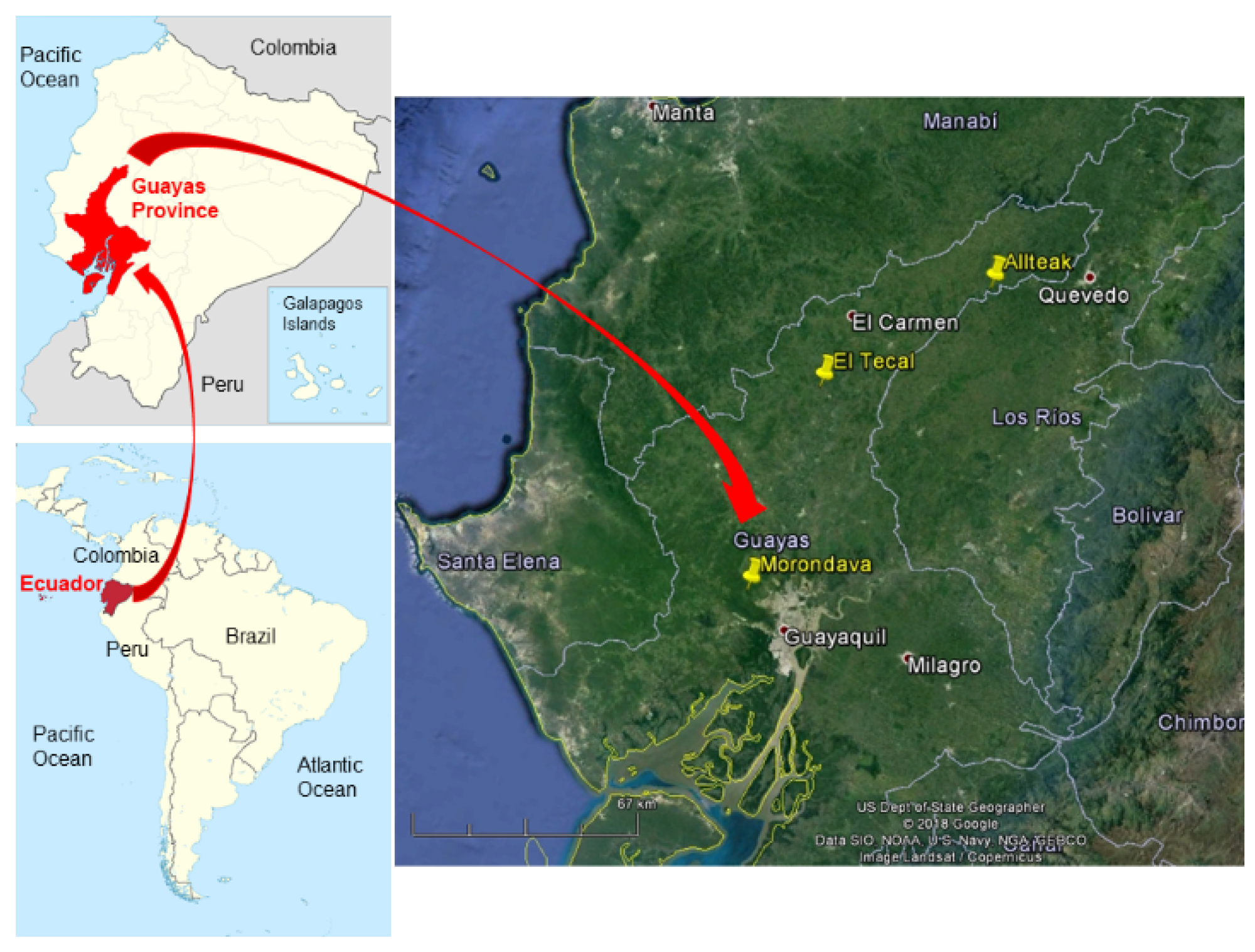 Forests 10 01050 g001