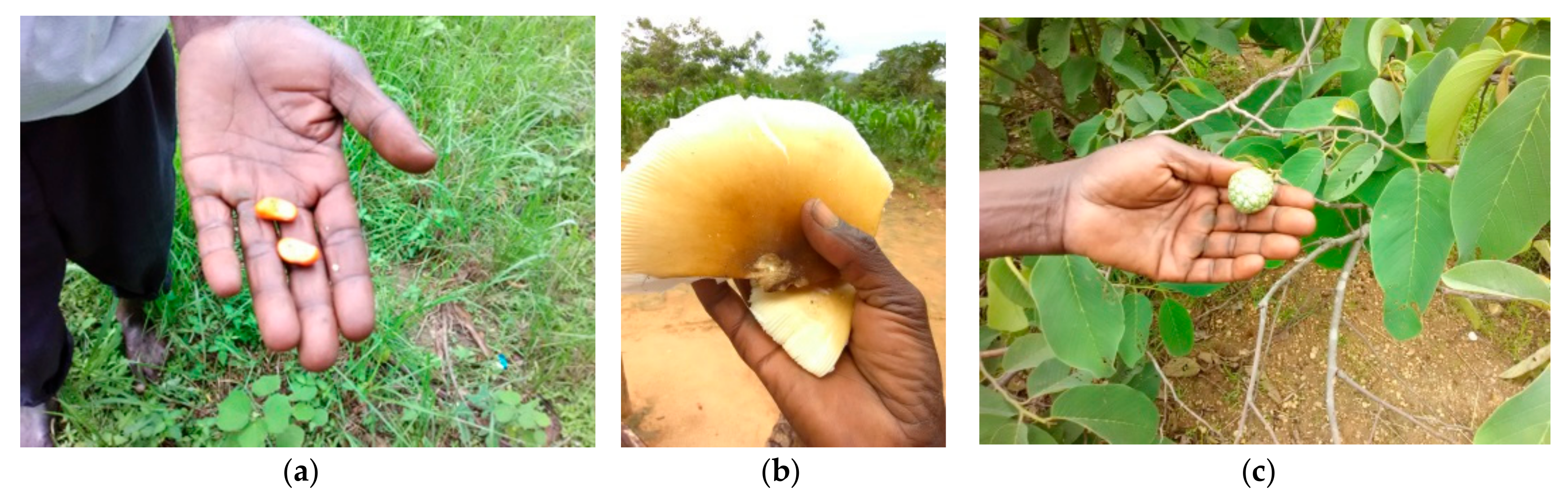 Forests 10 01056 g005 550