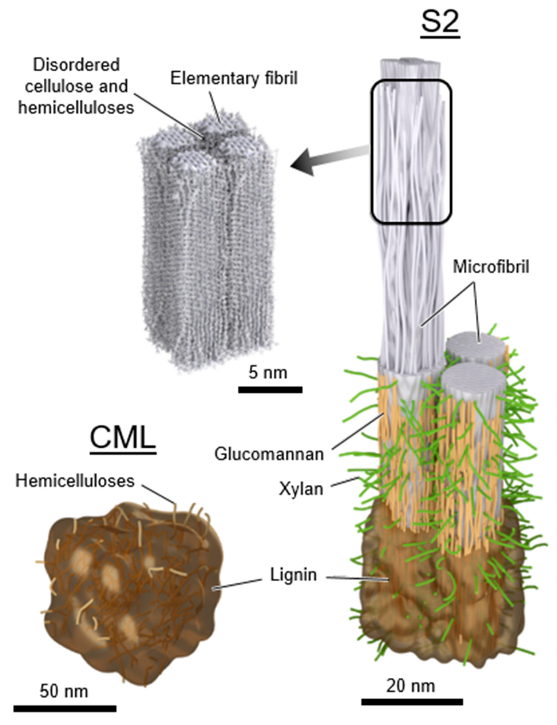 Forests Free Full Text Effects Of Moisture On Diffusion In Unmodified Wood Cell Walls A Phenomenological Polymer Science Approach Html
