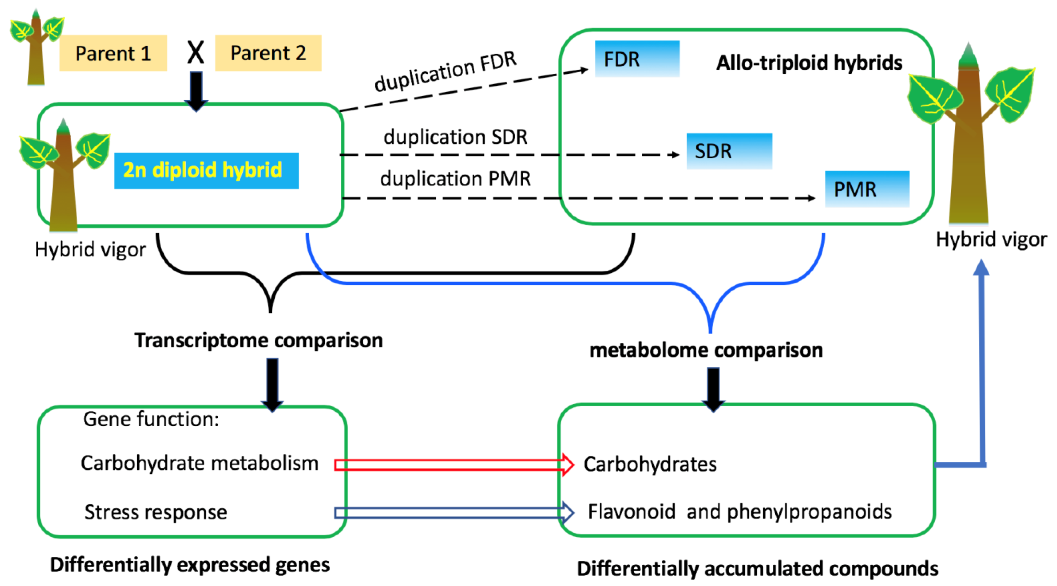 Forests 10 01091 g004