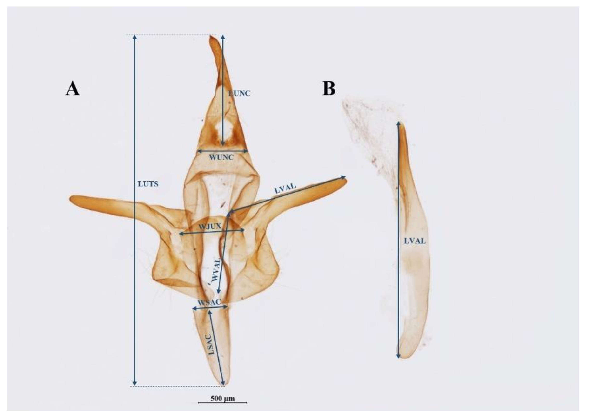 Forests 10 01100 g002 Forests 10 01100 g002