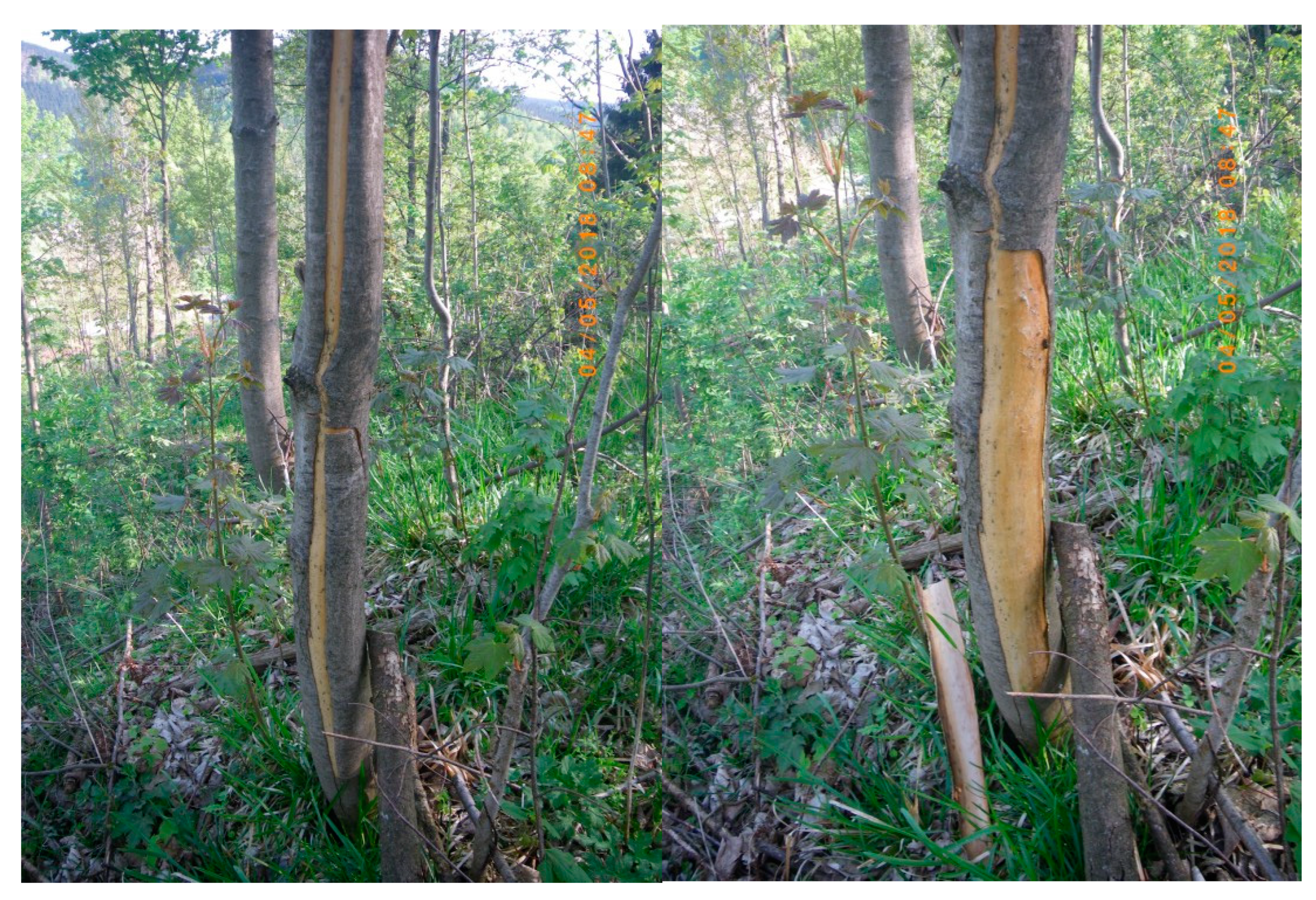 Forests 10 01106 g001 550