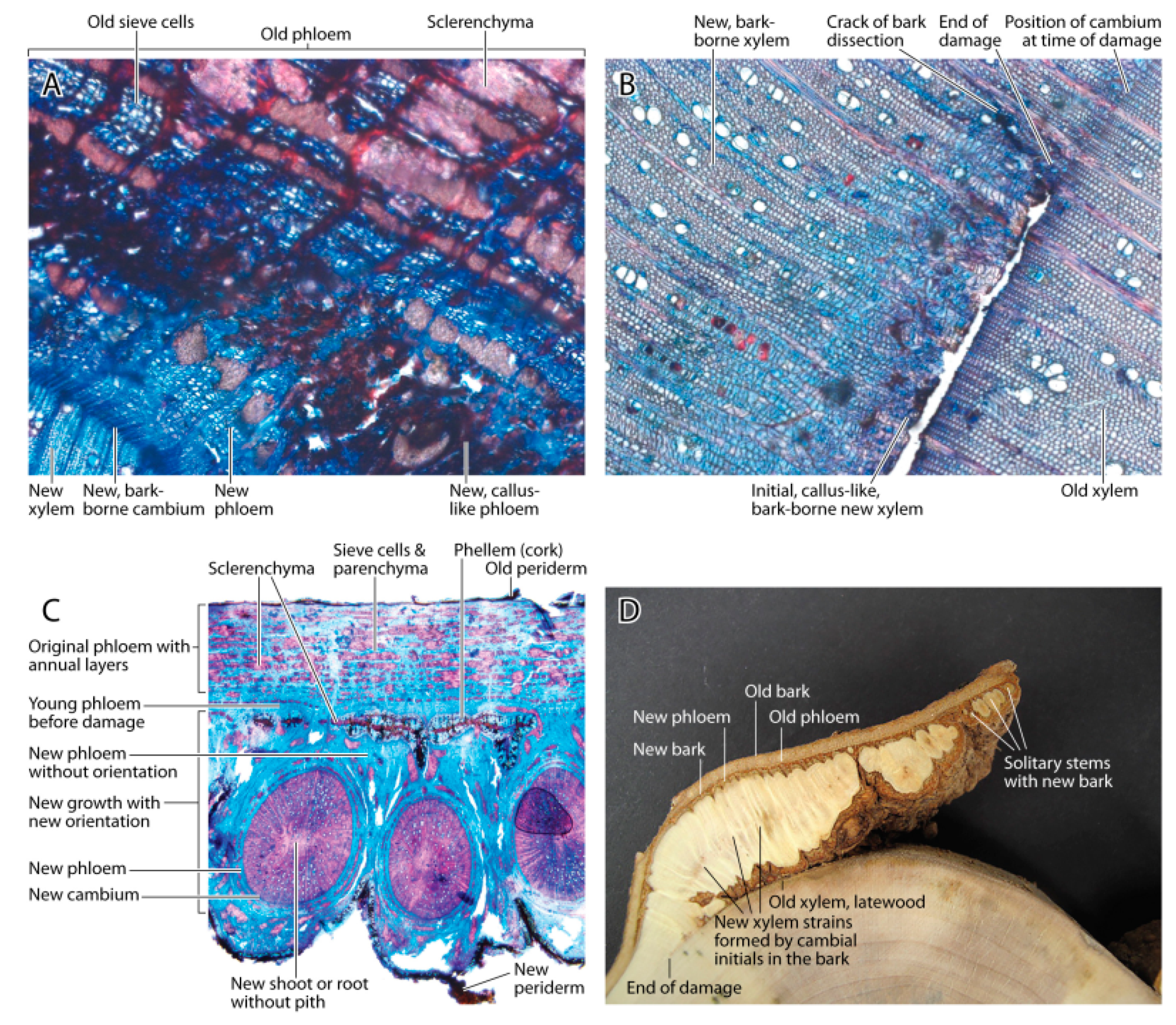 Forests 10 01106 g004 550