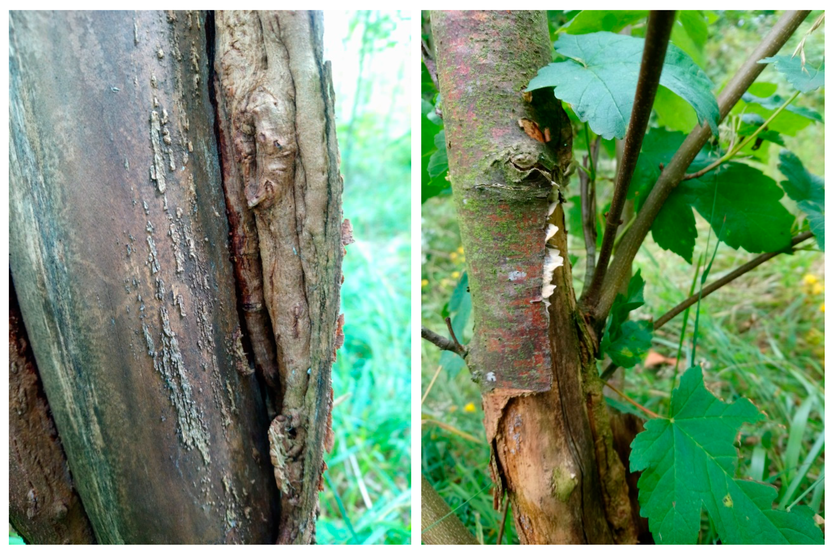 Forests 10 01106 g005 550