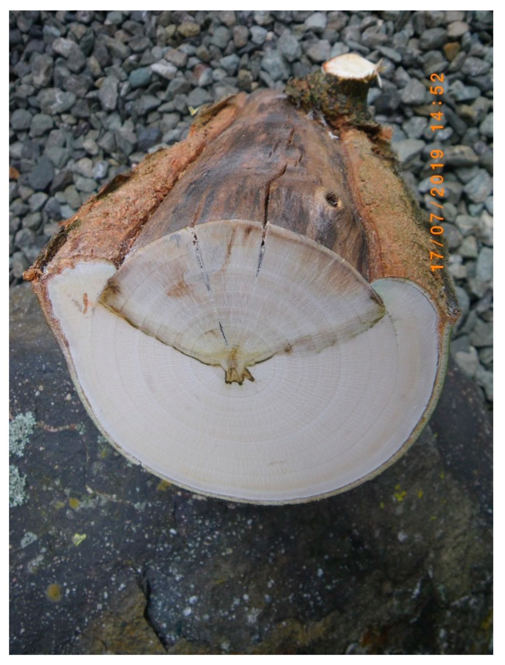 Forests 10 01106 g006 550