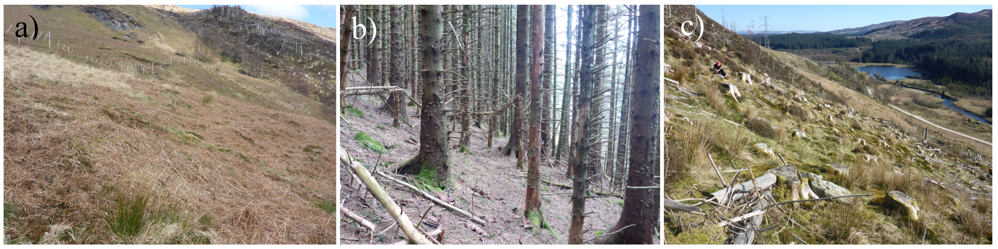 Forests 10 01135 g002