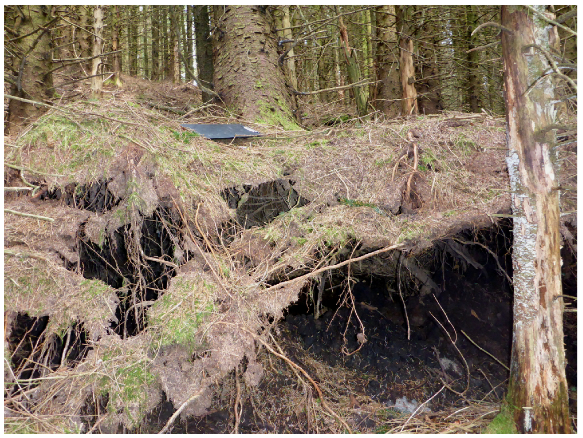 Forests 10 01135 g009