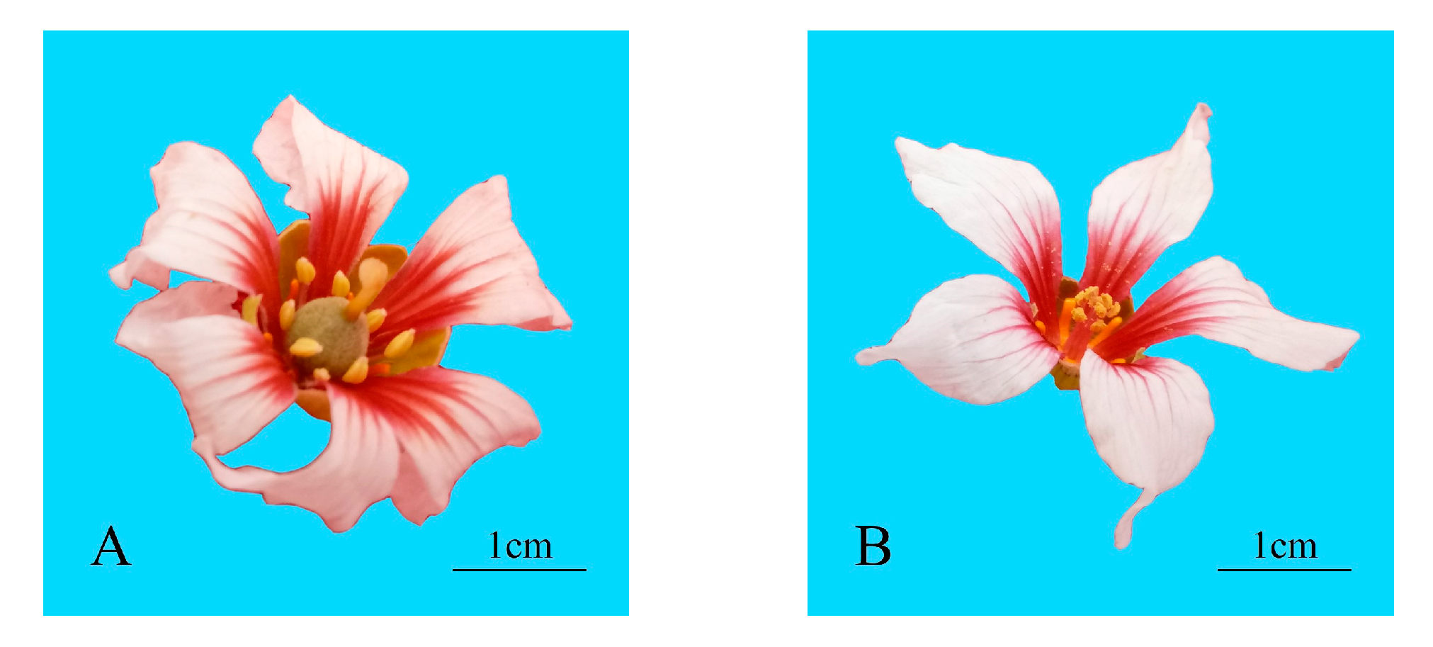 Forests 10 01141 g001 Forests 10 01141 g001