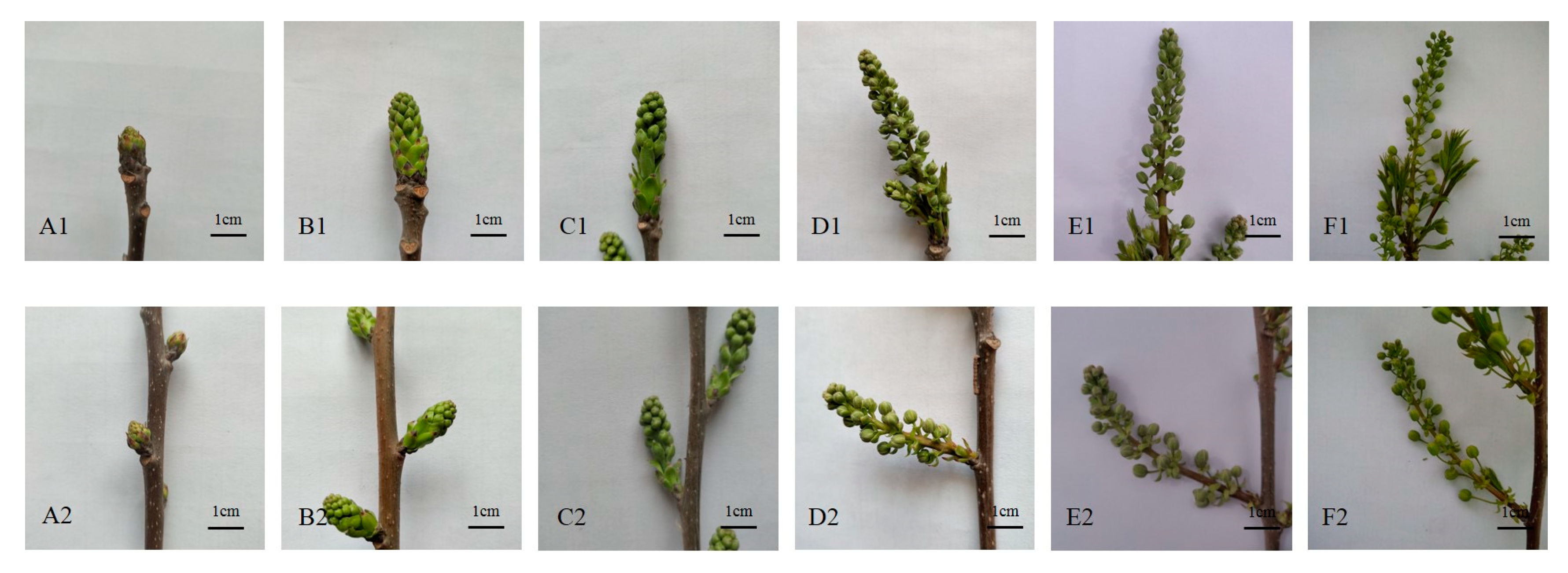 Forests 10 01141 g002 Forests 10 01141 g002