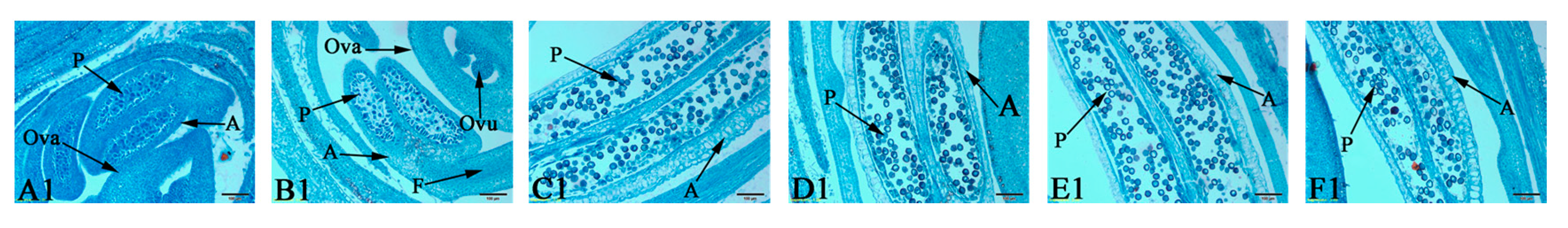 Forests 10 01141 g004a Forests 10 01141 g004a