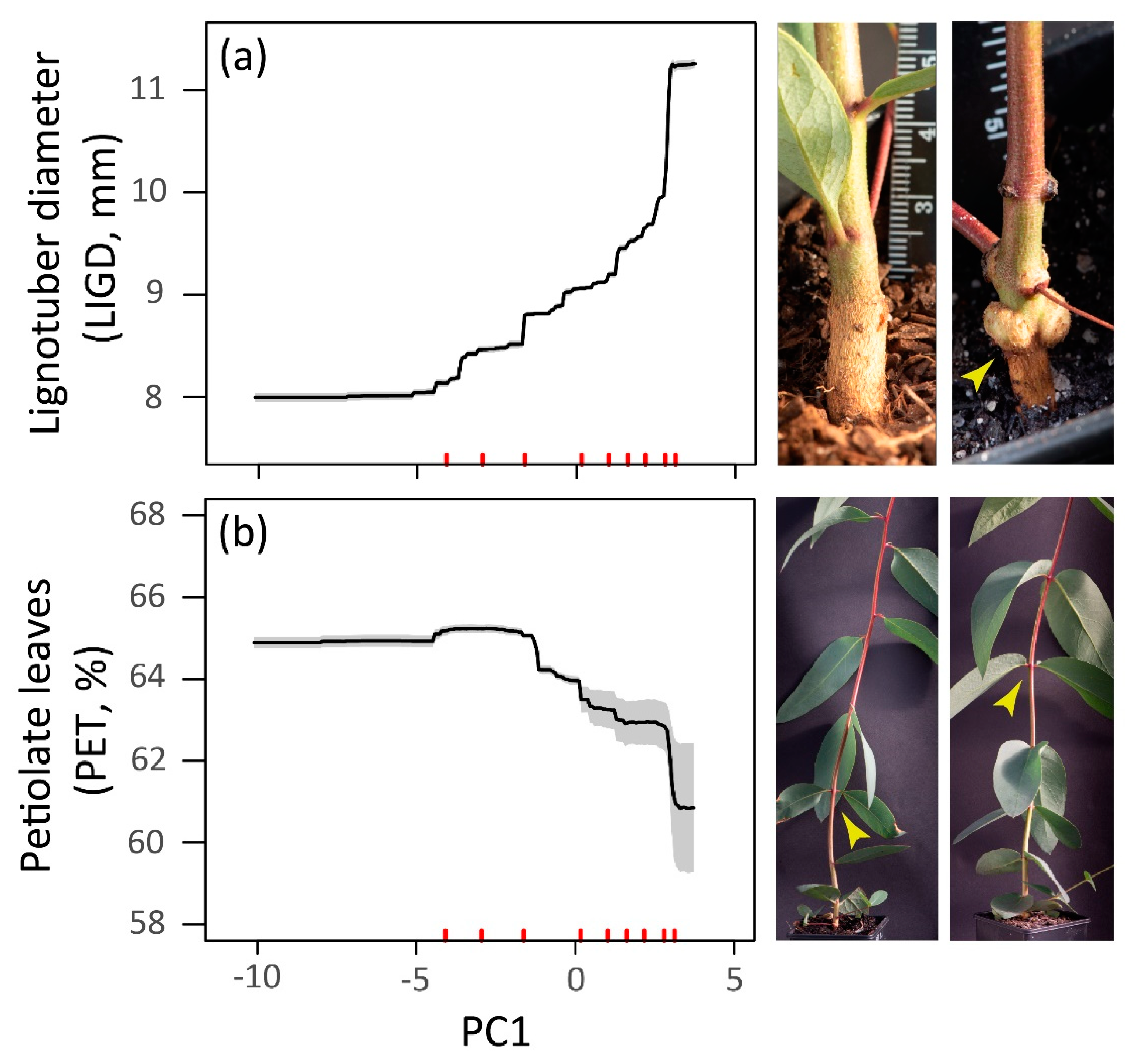 Forests 10 01145 g003