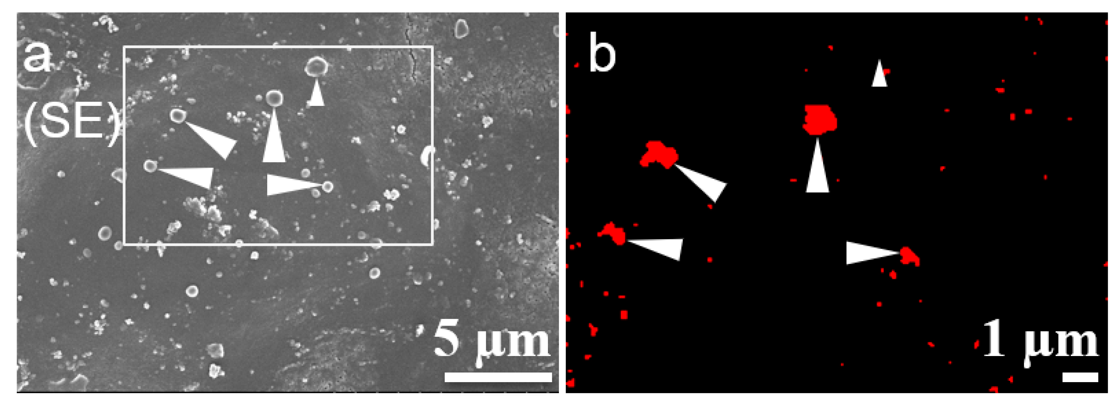 Forests 10 01151 g003