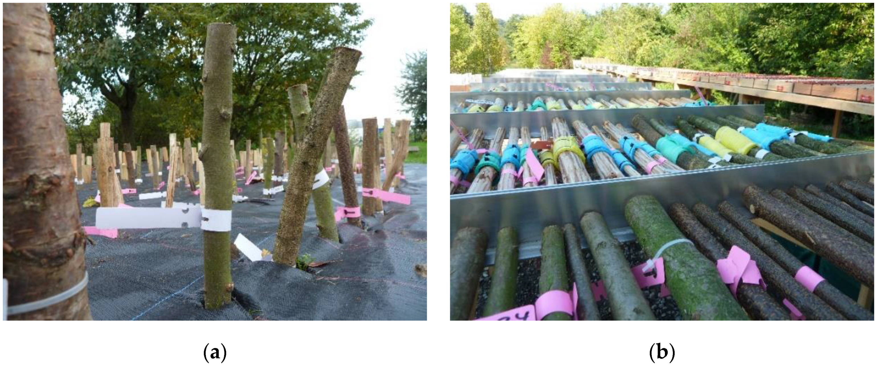 Forests 10 01152 g002