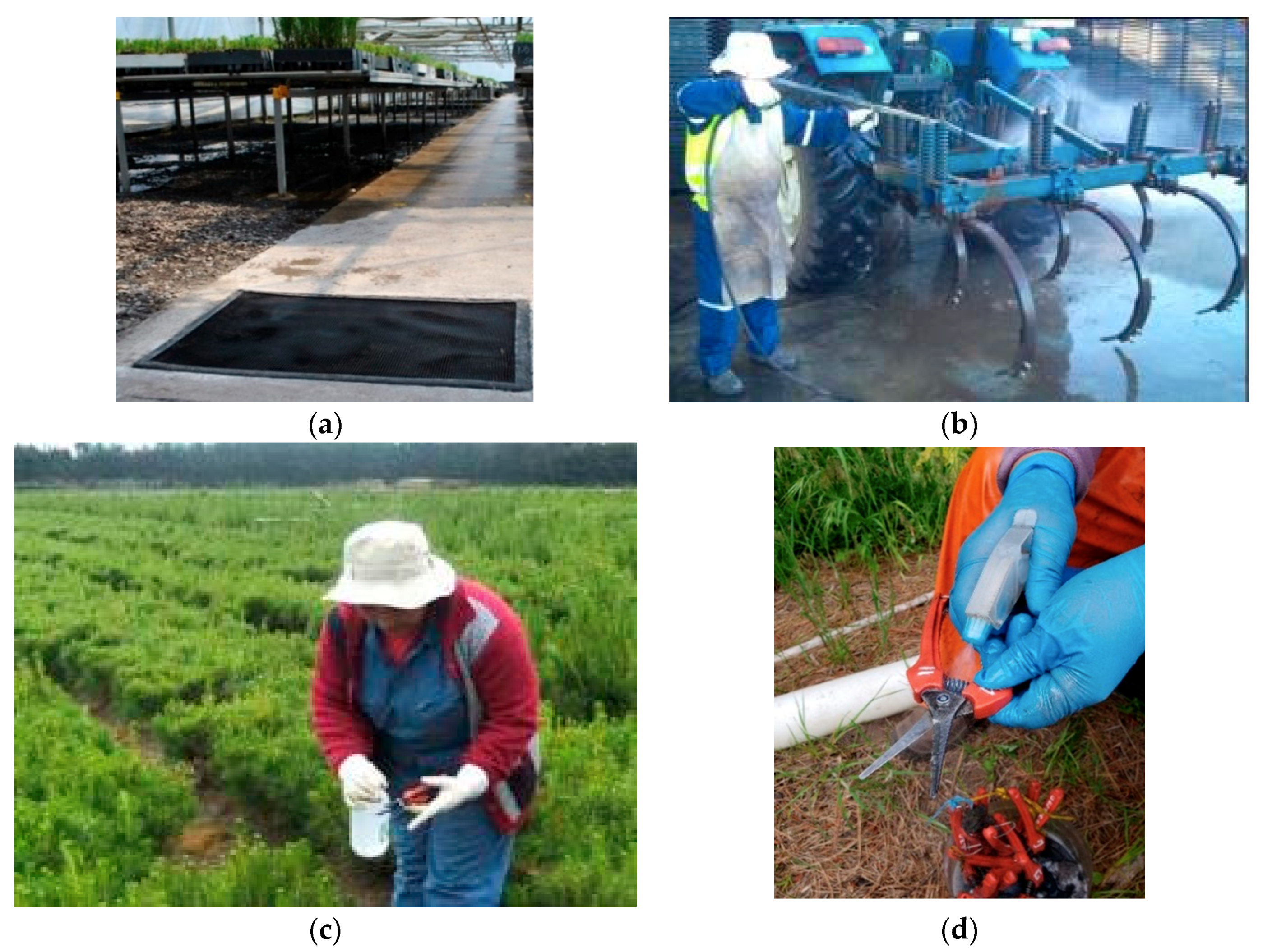 Forests 10 01158 g002 Forests 10 01158 g002