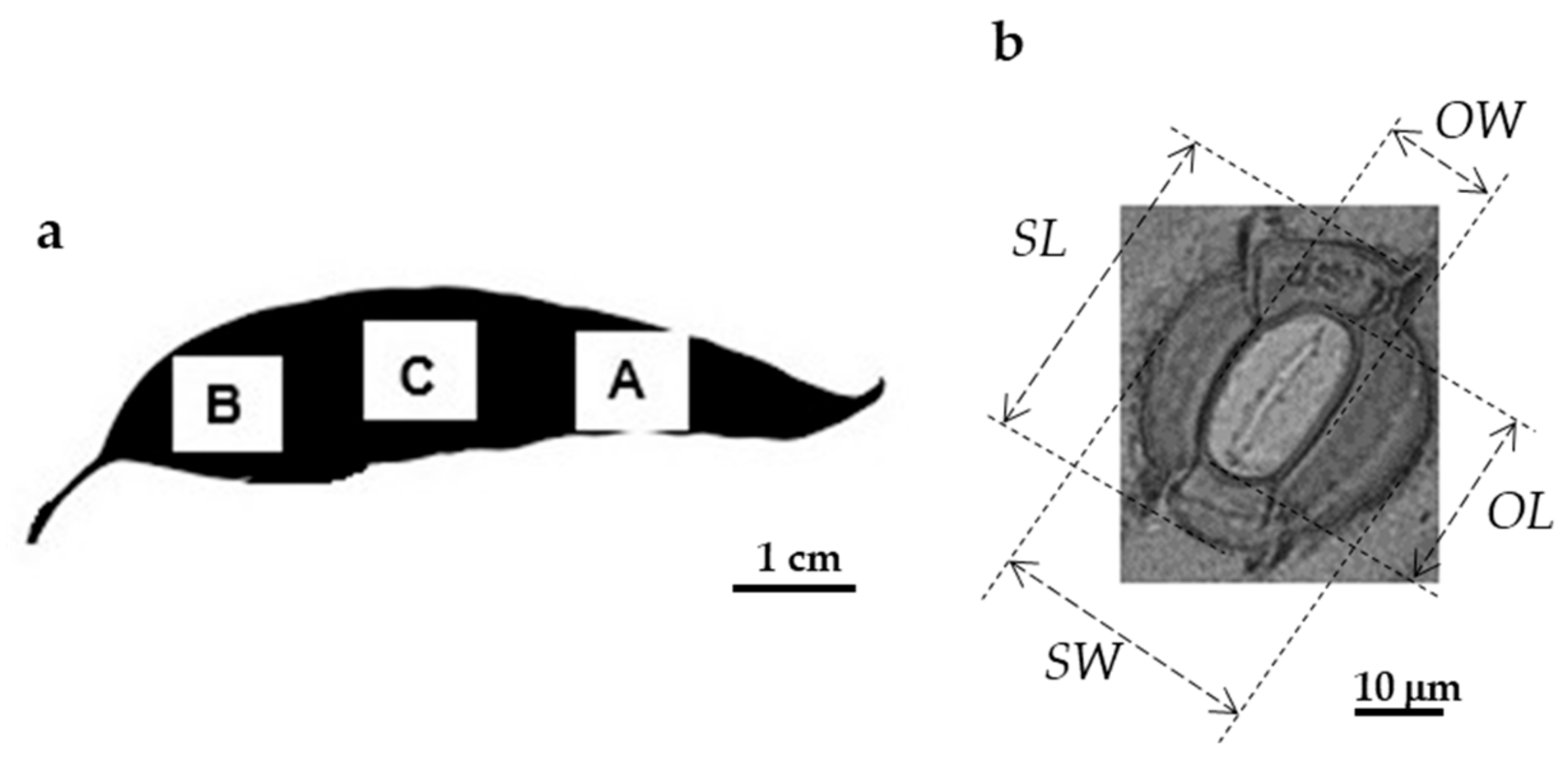 Forests 11 00009 g001 Forests 11 00009 g001