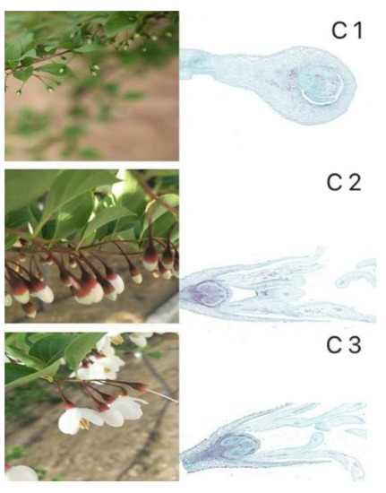 Transcriptomic Identification of Floral Transition and Development
