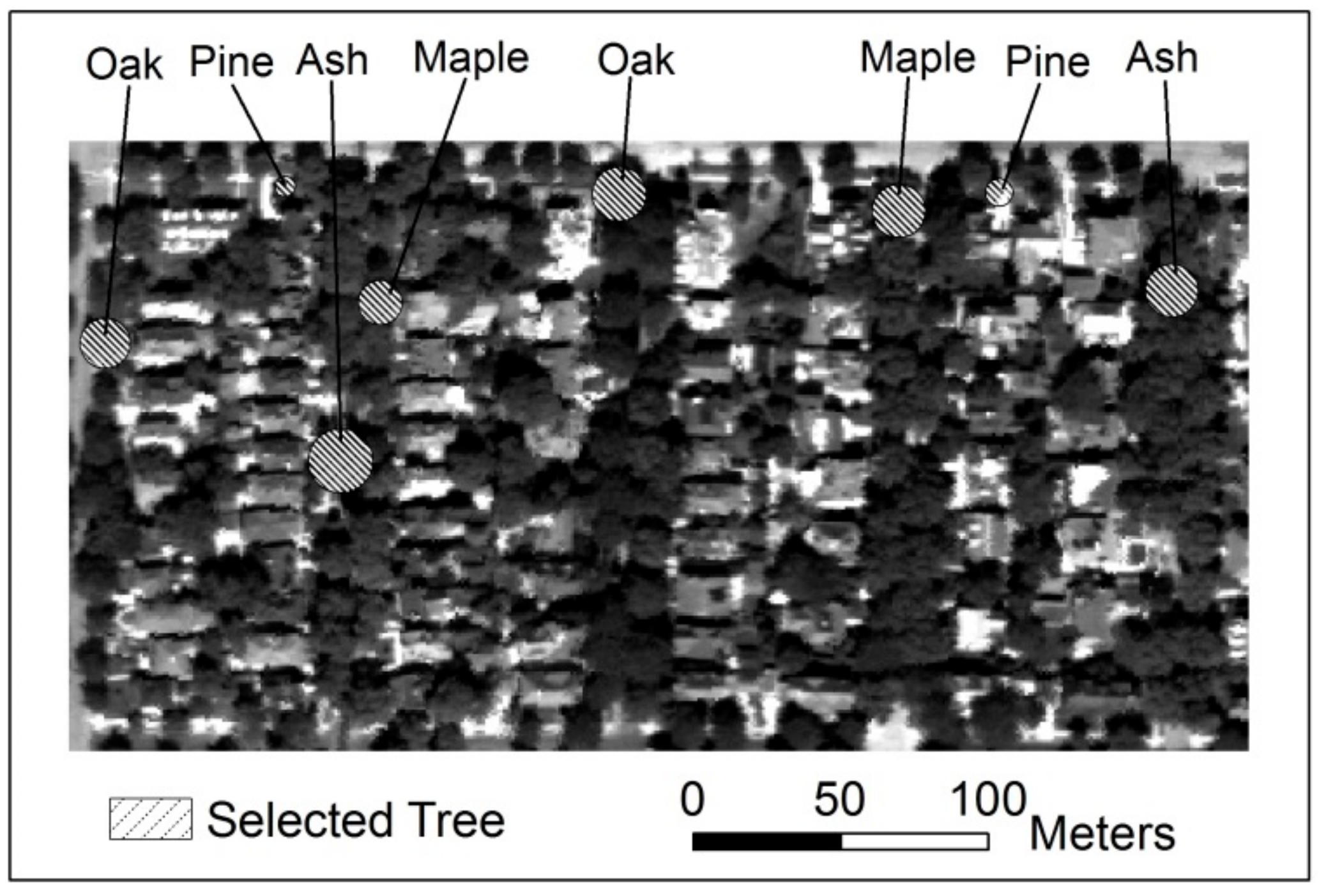 Forests 11 00028 g004 Forests 11 00028 g004