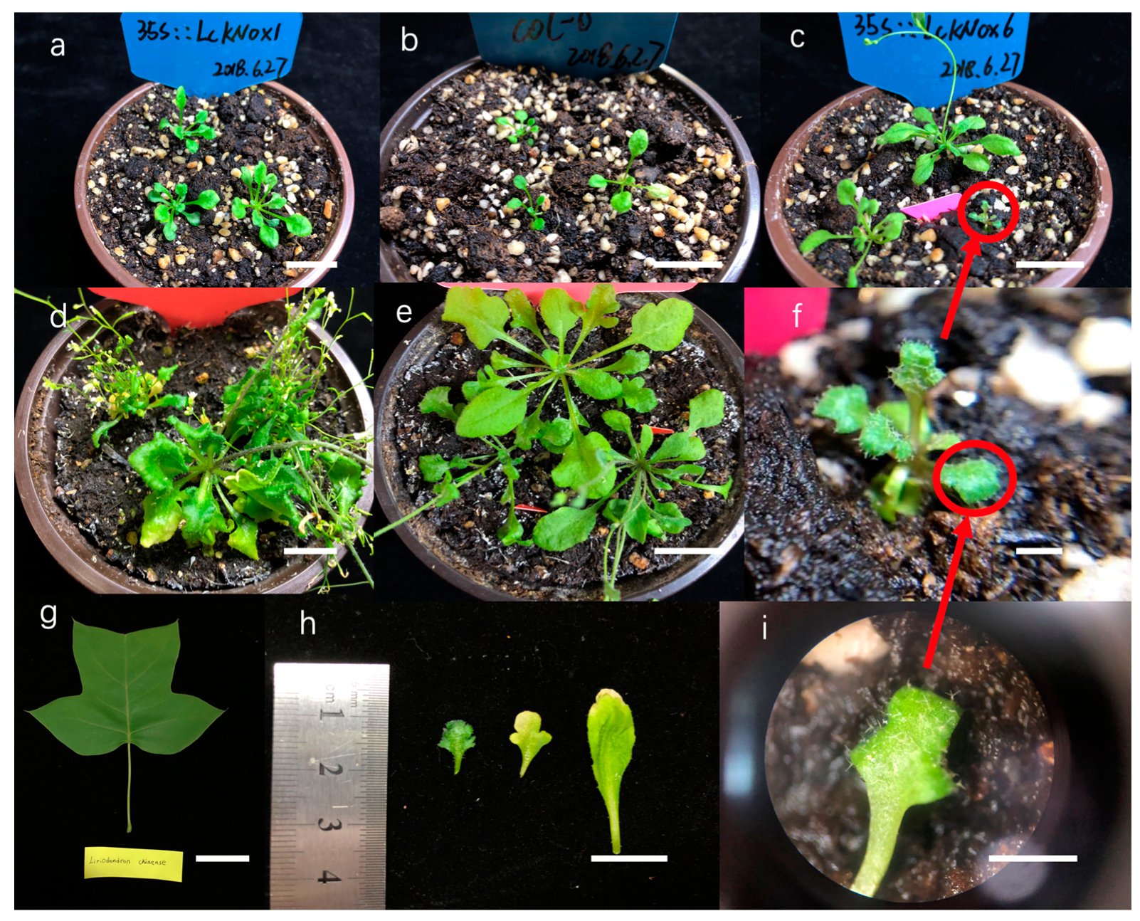 Forests 11 00033 g002 Forests 11 00033 g002