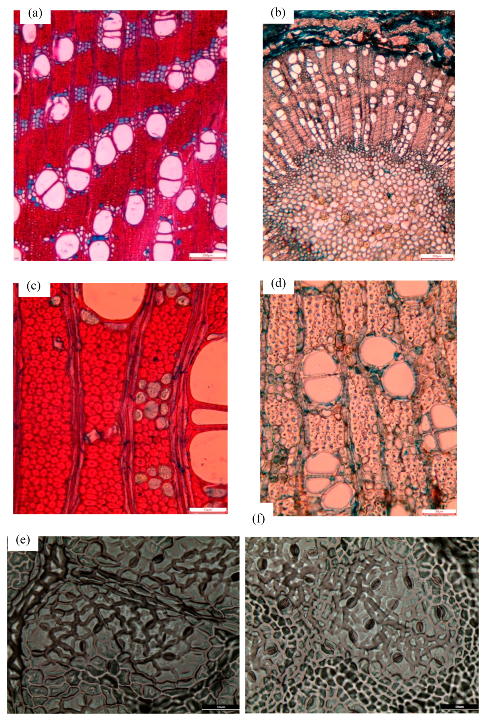 Forests 11 00035 g002 Forests 11 00035 g002