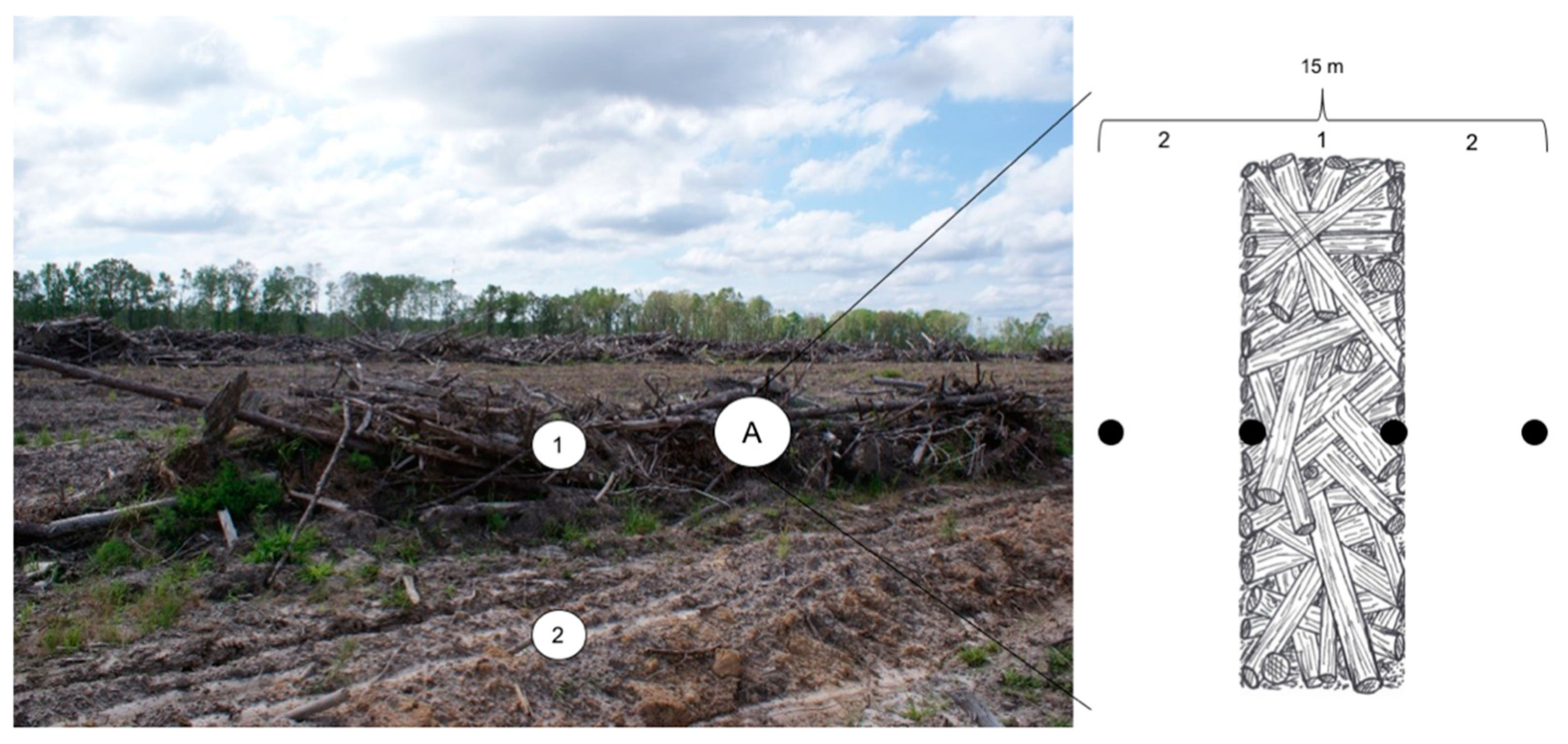 Forests 11 00048 g002 Forests 11 00048 g002