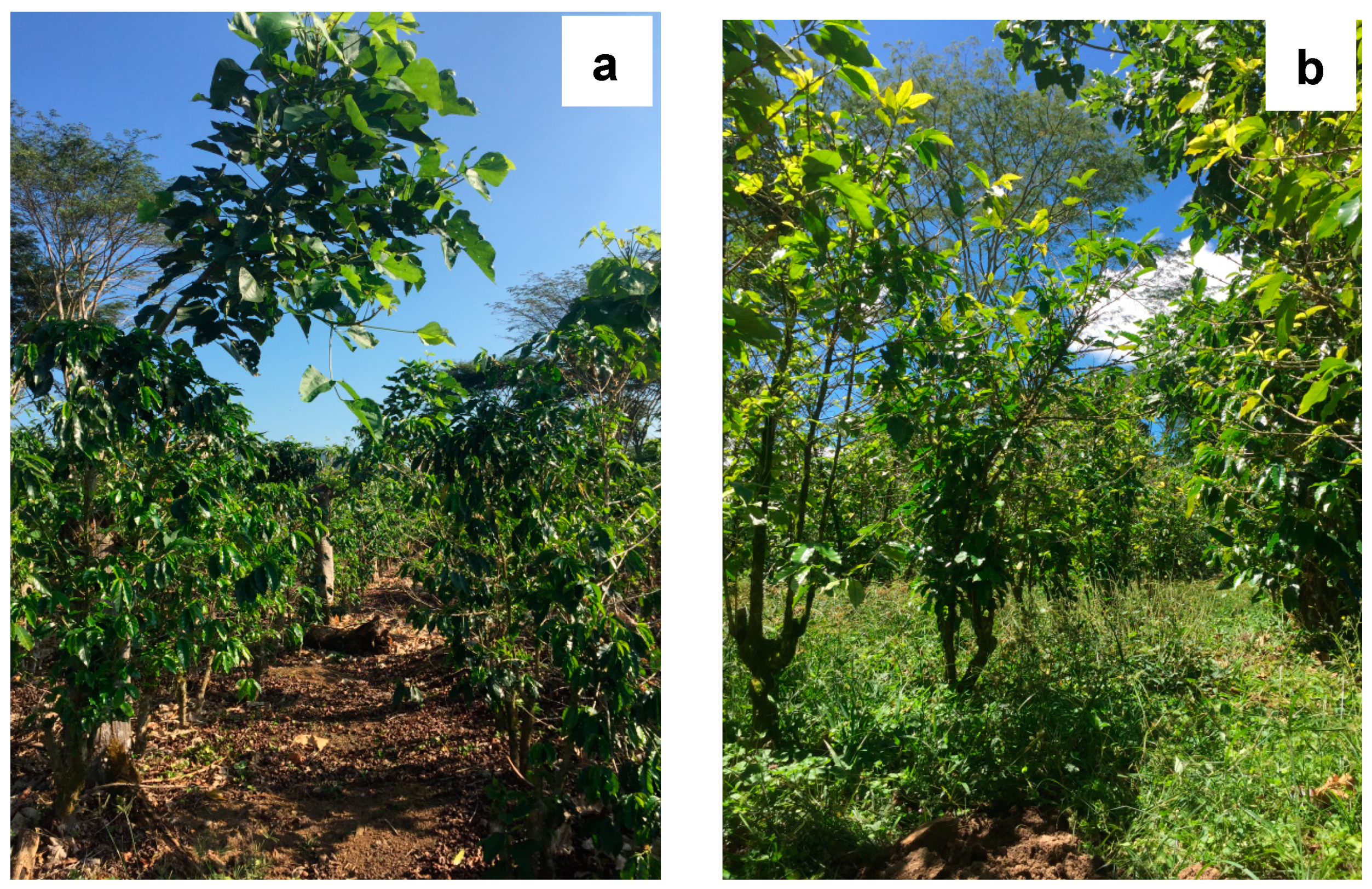 Forests 11 00049 g002