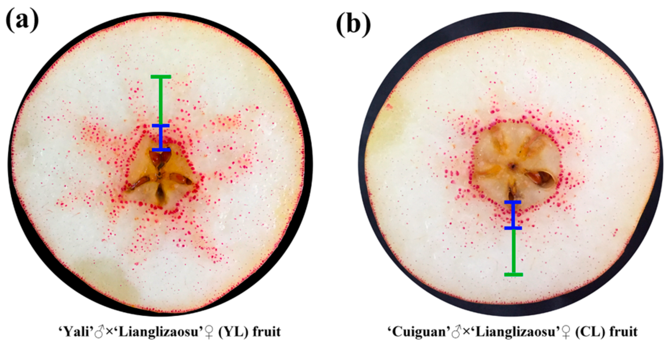 Forests 11 00053 g002 Forests 11 00053 g002