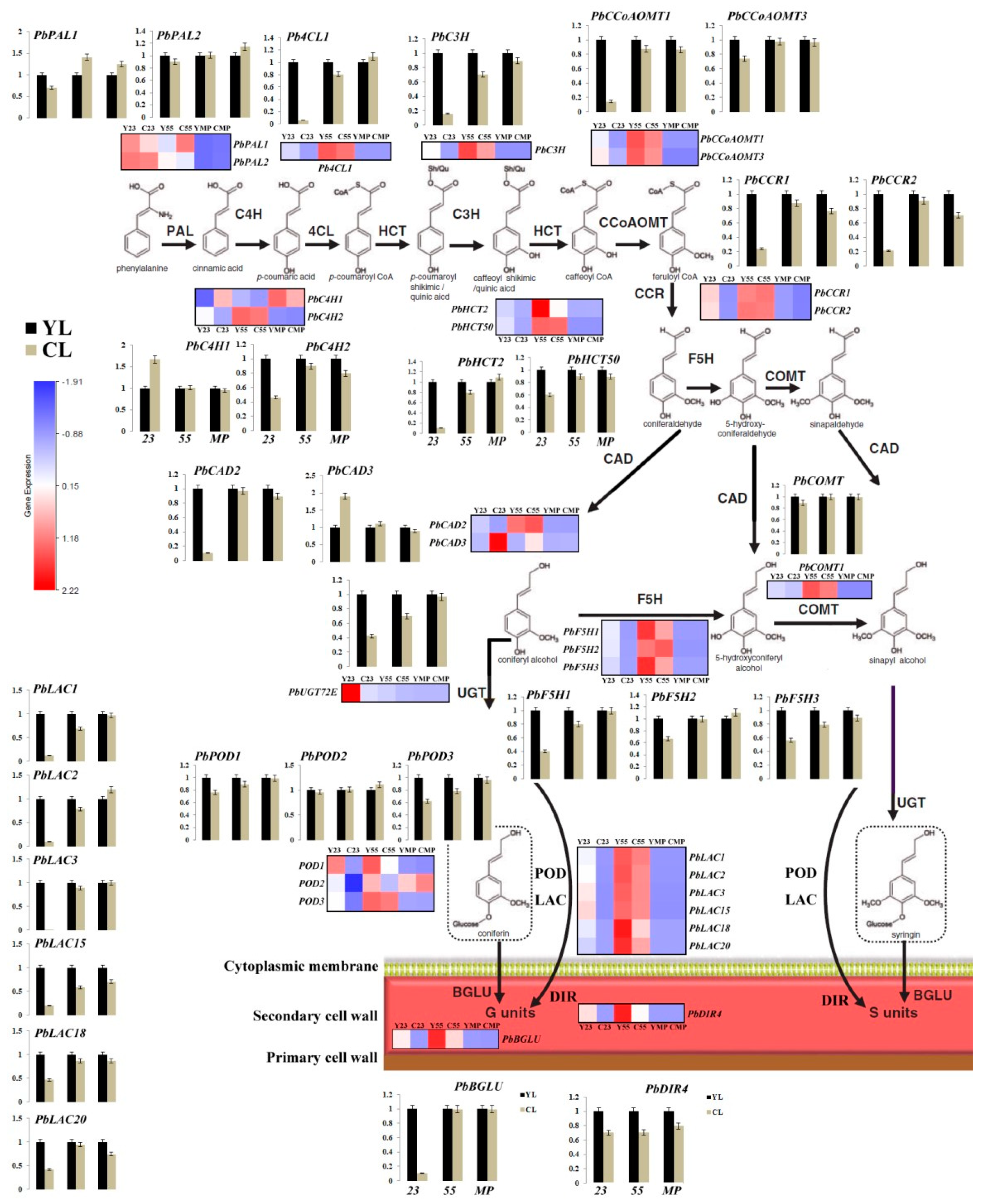 Forests 11 00053 g008 Forests 11 00053 g008