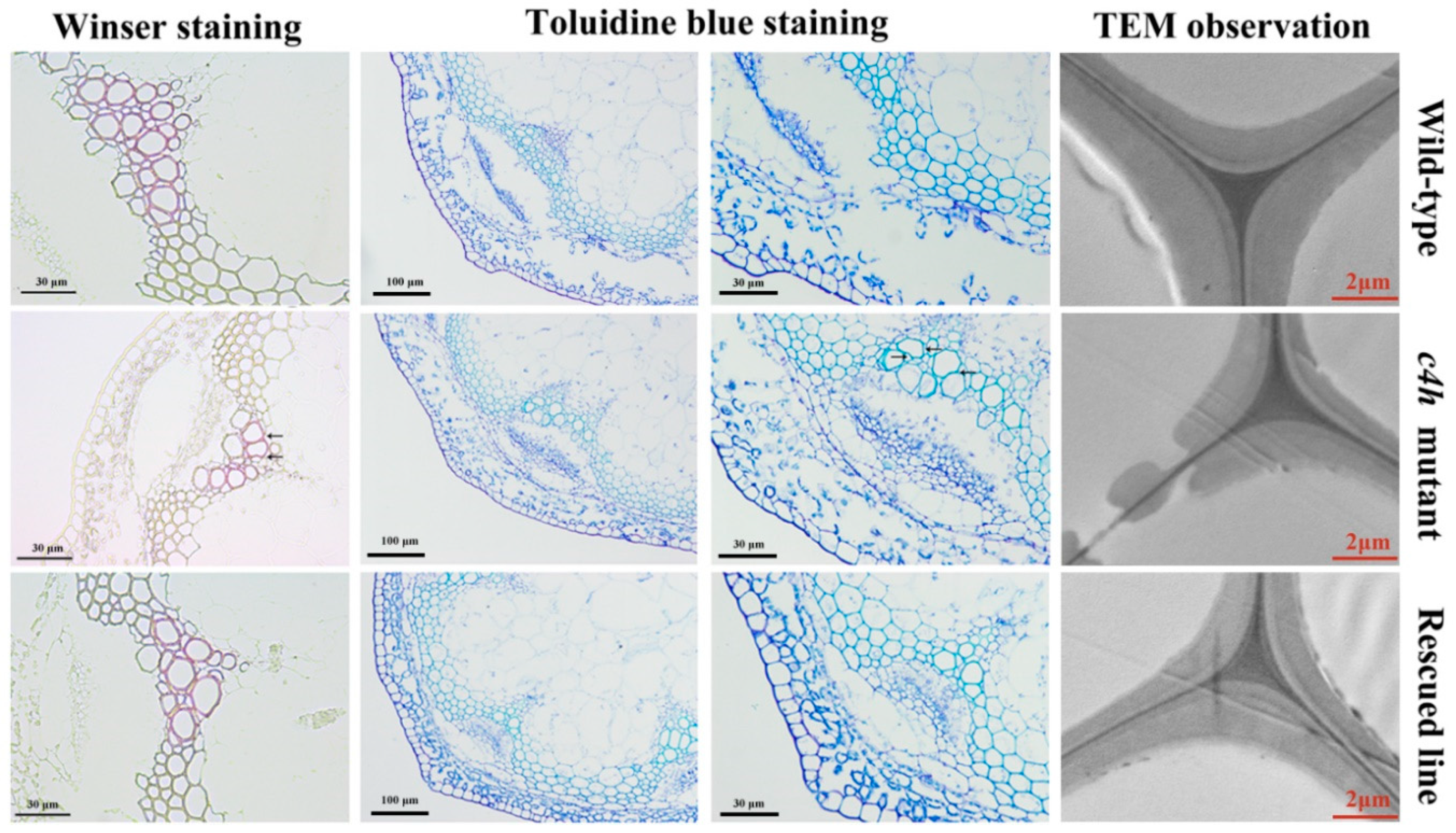 Forests 11 00053 g010 Forests 11 00053 g010