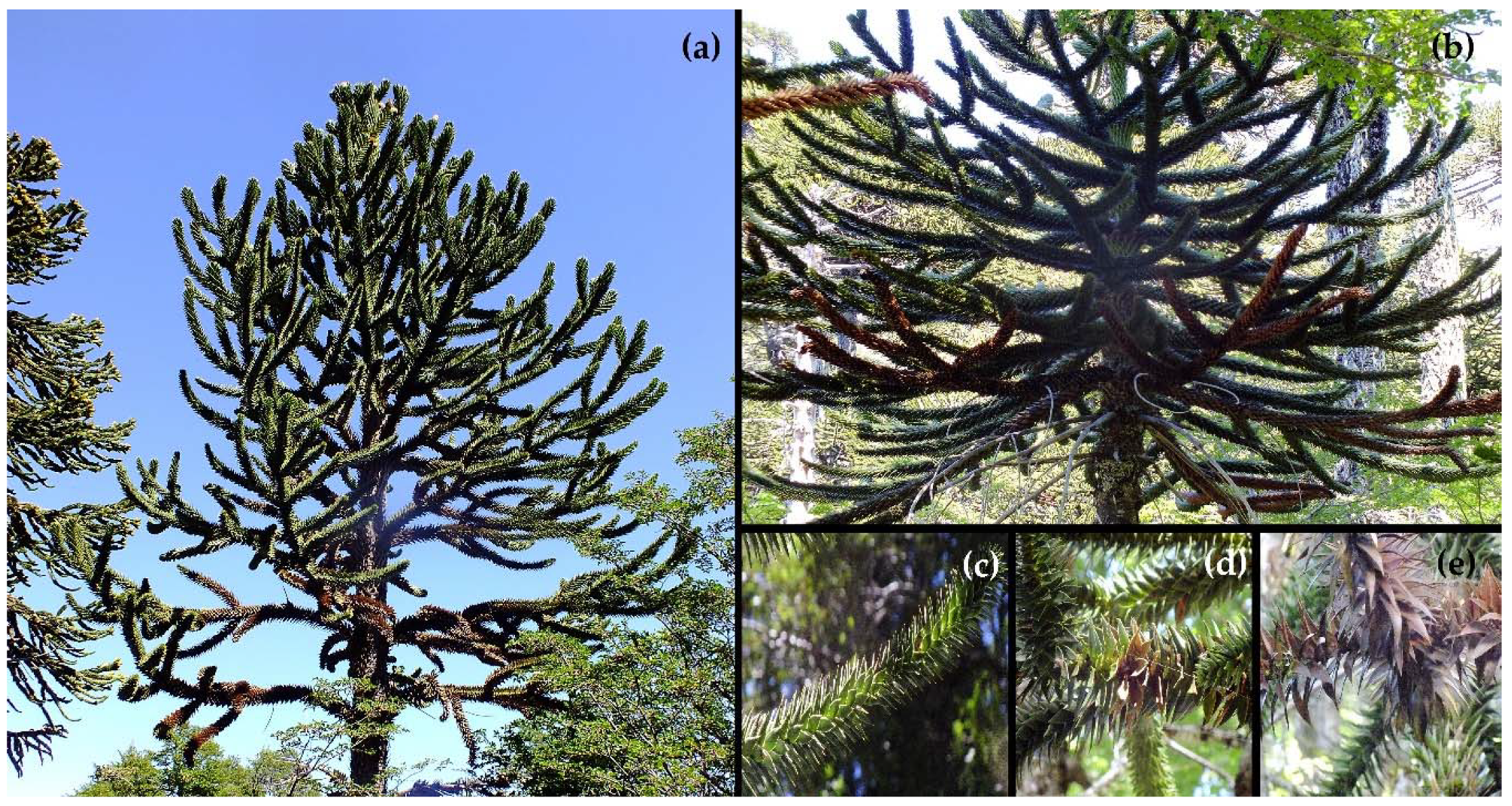Forests 11 00059 g002
