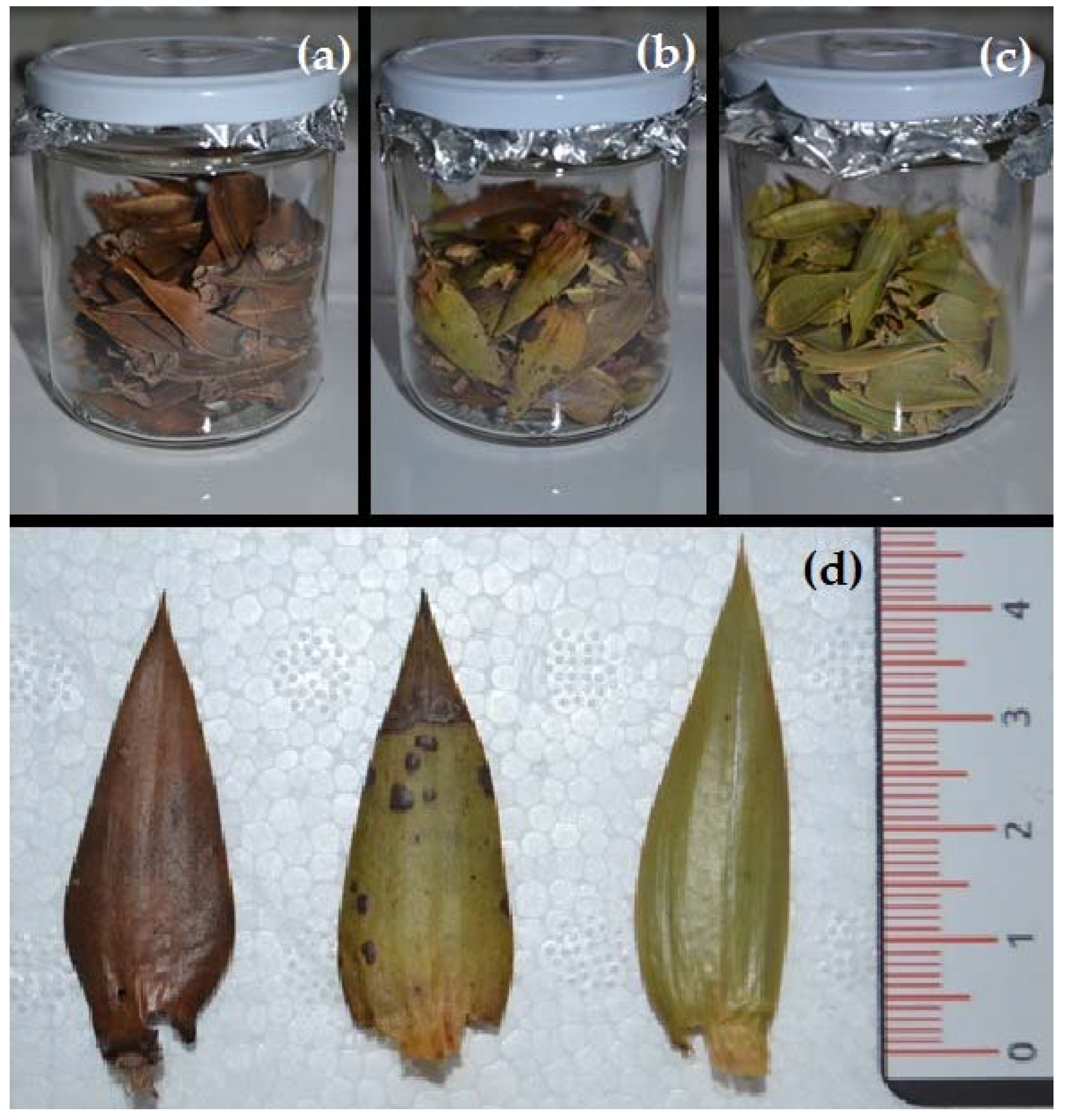 Forests 11 00059 g003