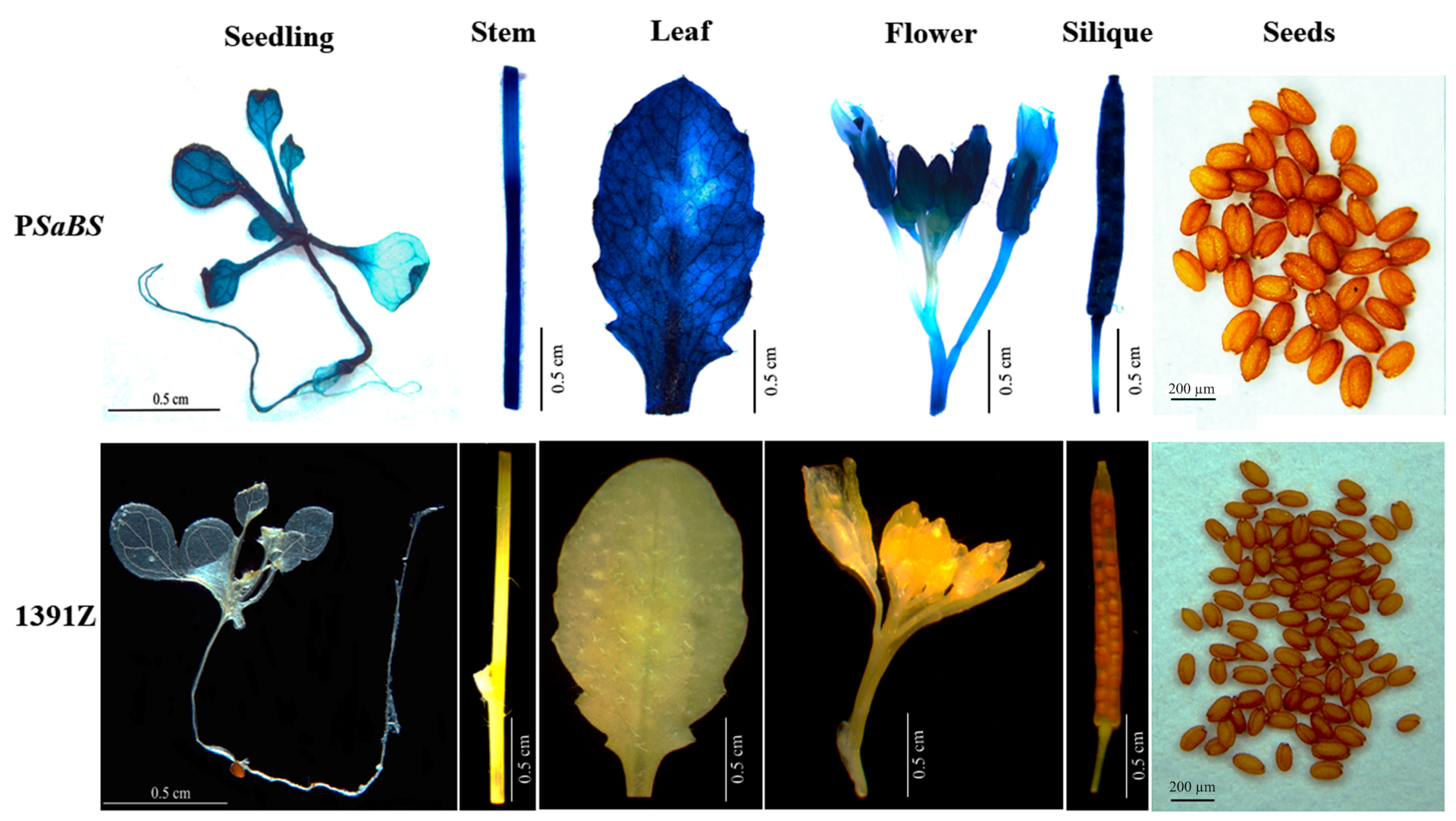 Forests 11 00085 g003