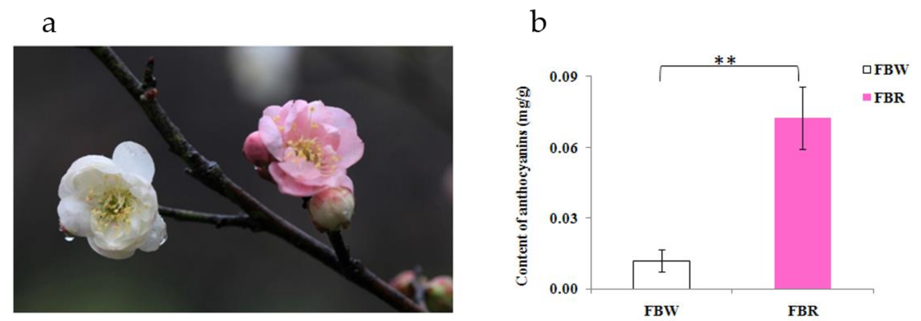 Forests 11 00090 g001 Forests 11 00090 g001