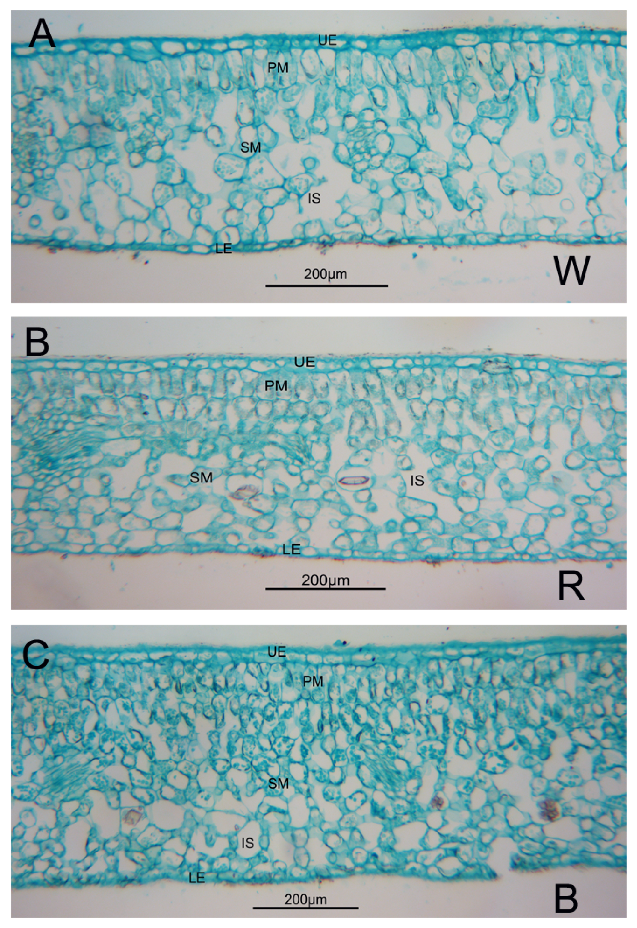 Forests 11 00091 g001