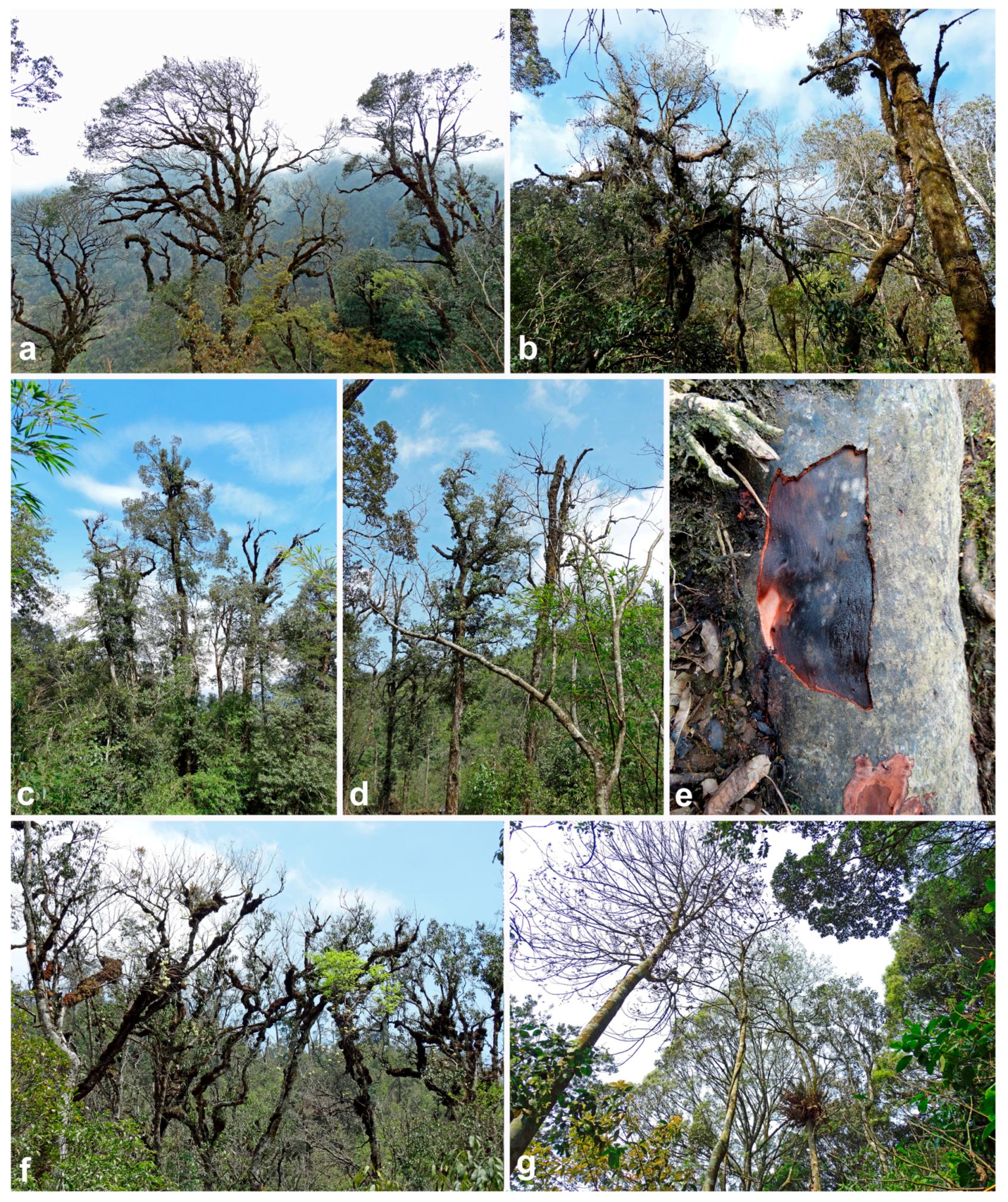 Forests | Free Full-Text | in Natural Forest Ecosystems of Vietnam Reveals High Diversity of both New and Described Phytophthora Taxa including P. ramorum | HTML