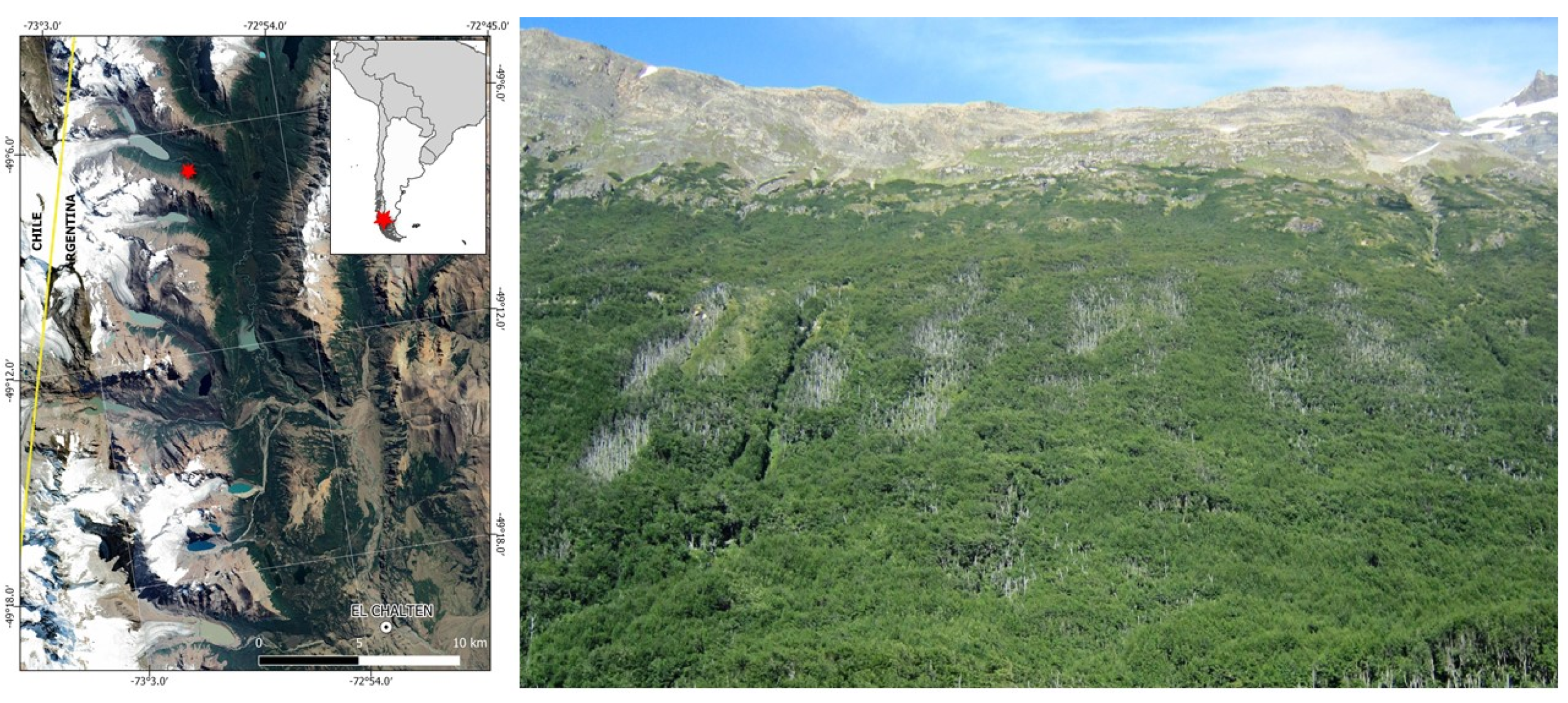 Forests 11 00101 g001