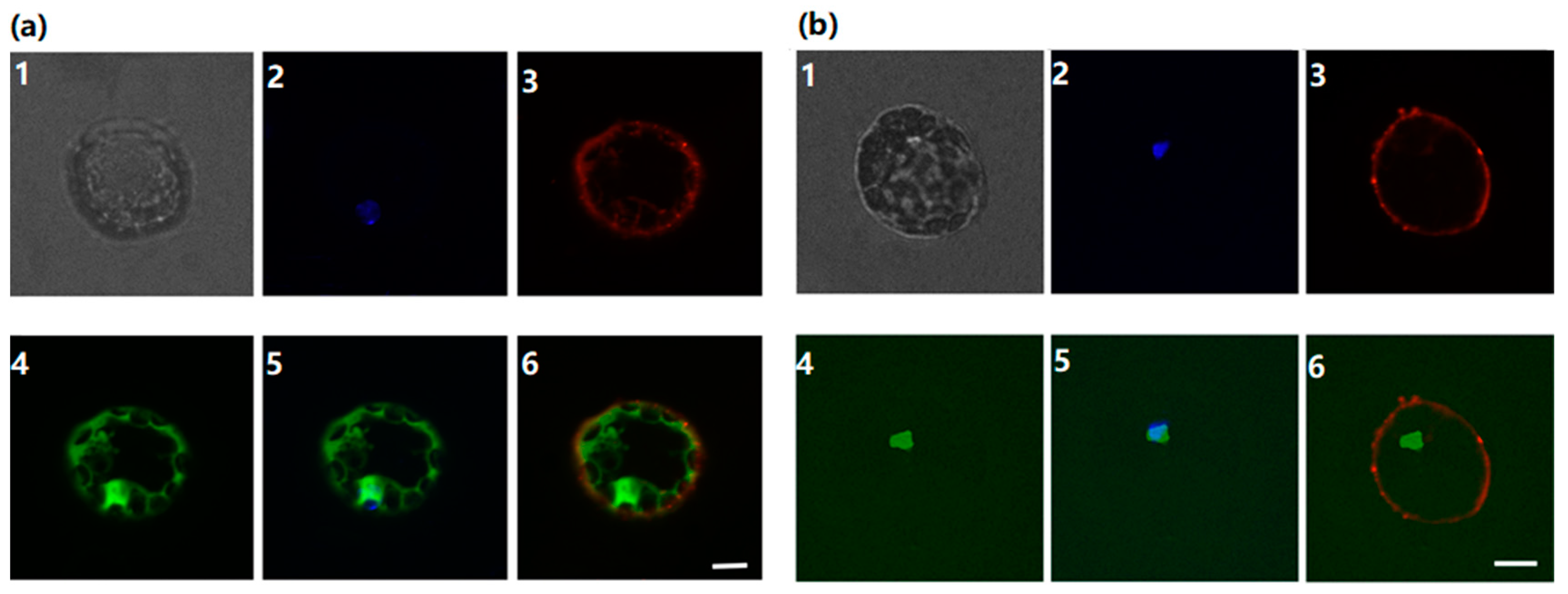 Forests 11 00104 g004