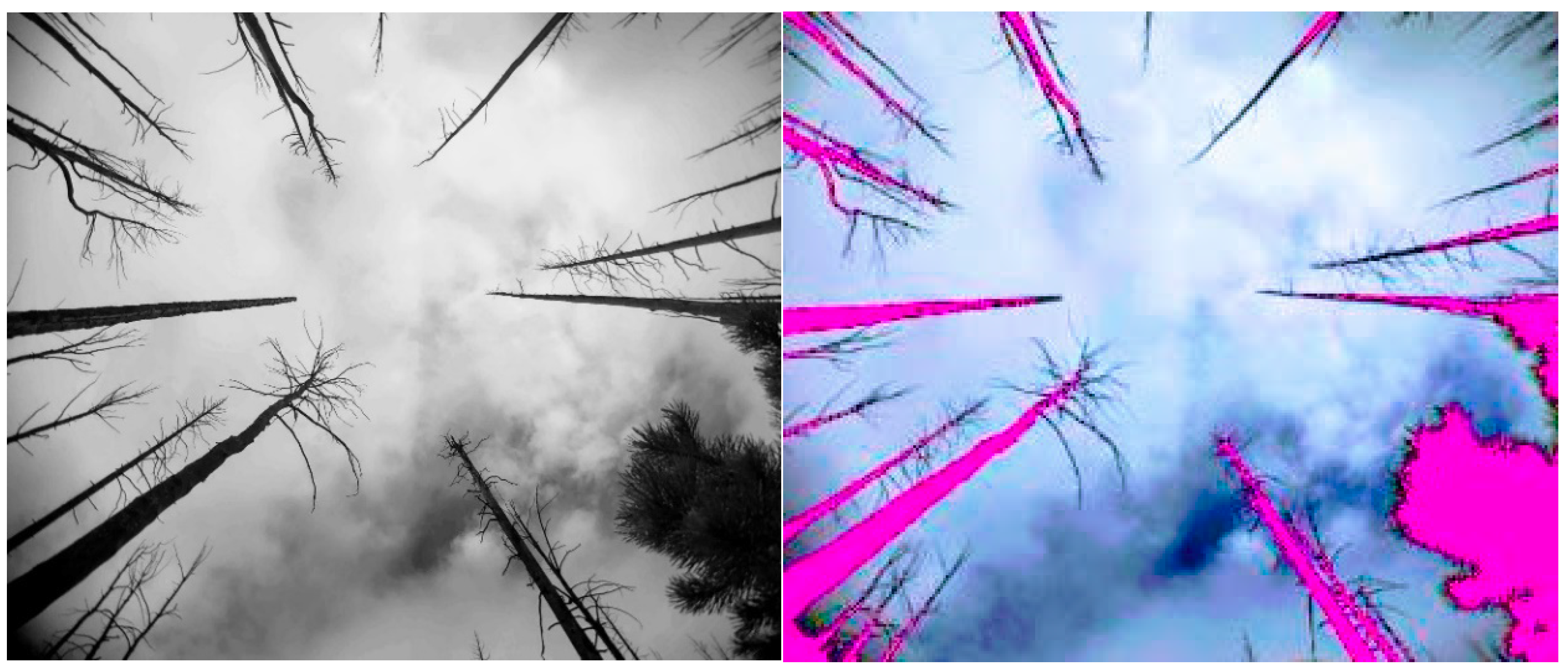 Forests 11 00119 g003 Forests 11 00119 g003