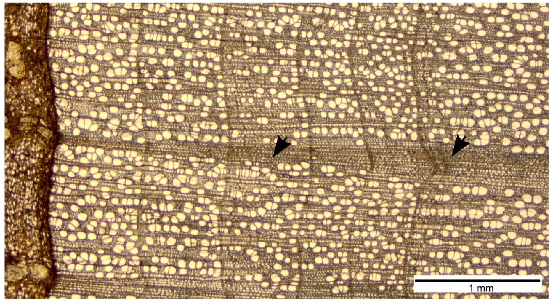 Forests 11 00134 g003 Forests 11 00134 g003